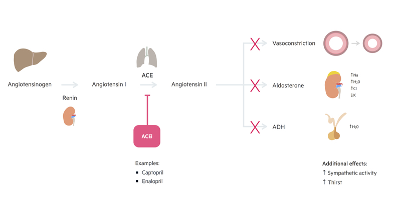 ACE inhibitor mechanism of action