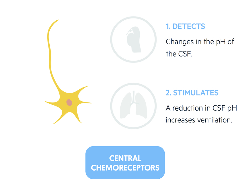 Central chemoreceptors