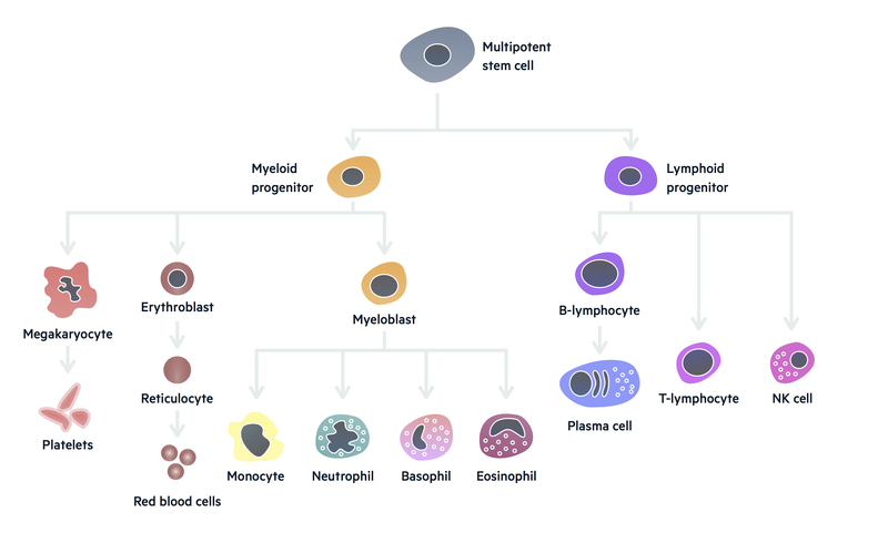 Get Wallpaper Pulsenotes Haematopoiesis Notes For Android Free