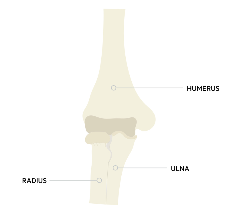 Elbow anatomy