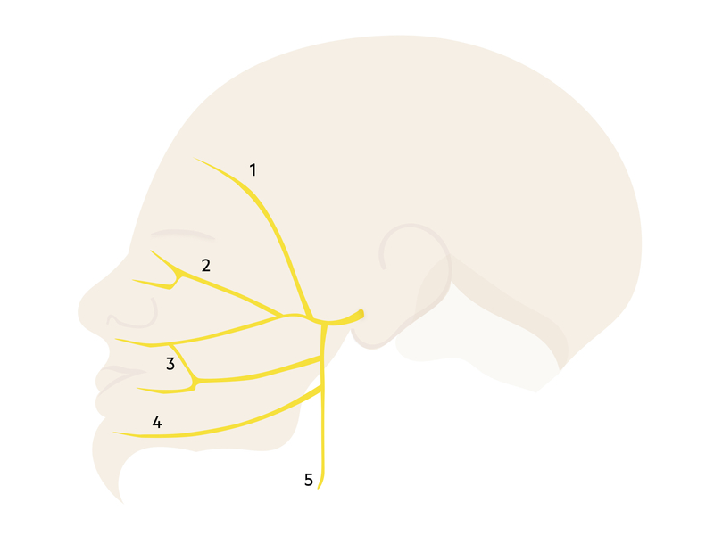 Facial nerve