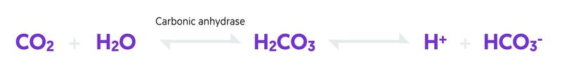 carbonic anhydrase