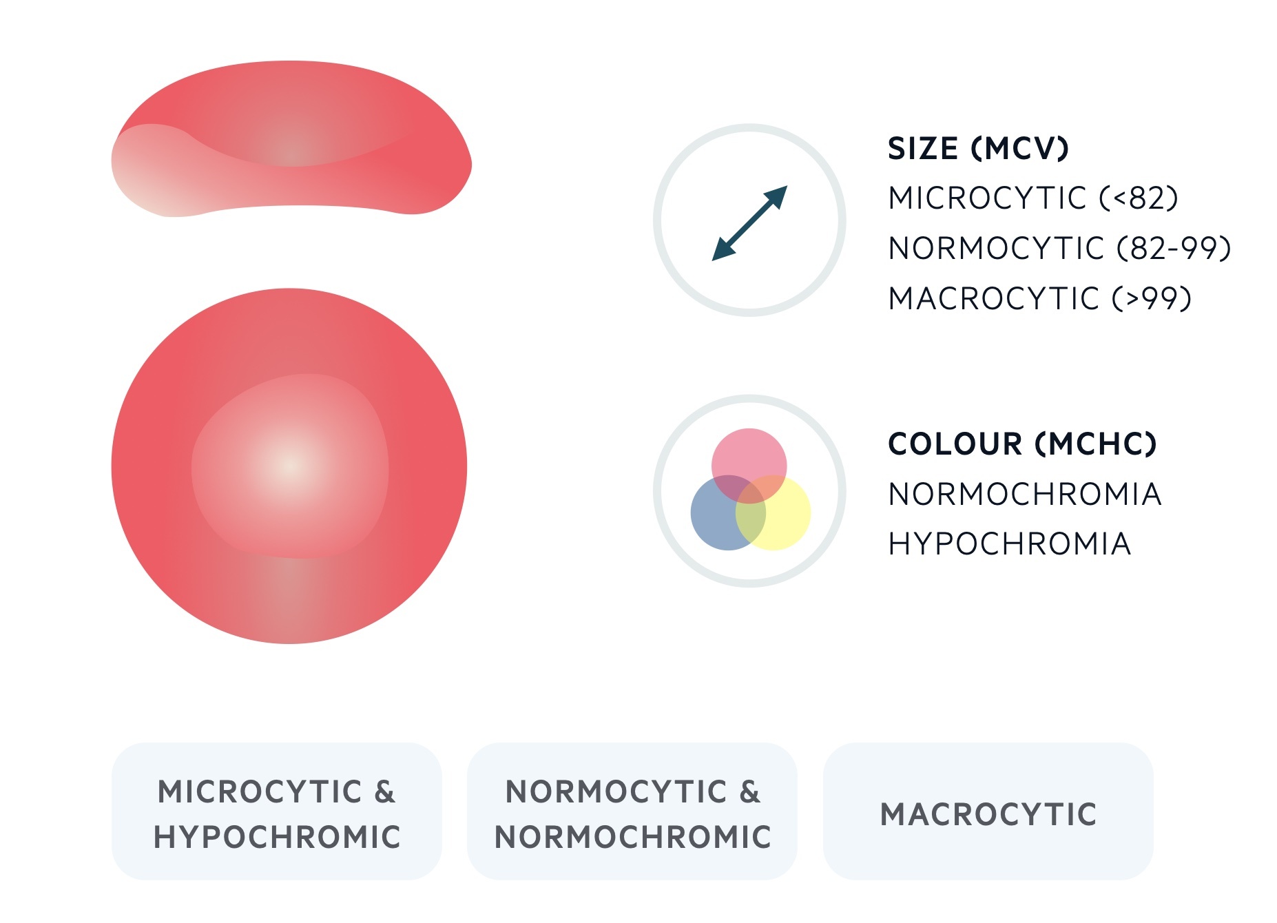 Morphological classification of anaemia