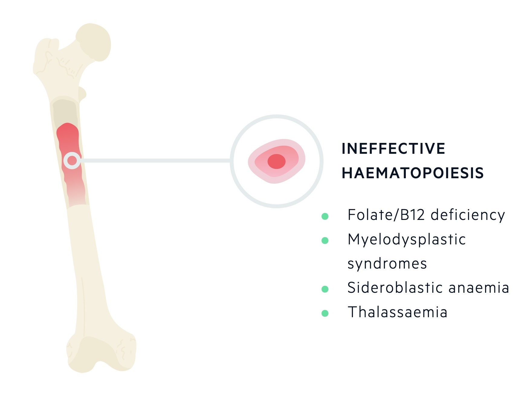 INEFFECTIVE HAEMATOPOIESIS