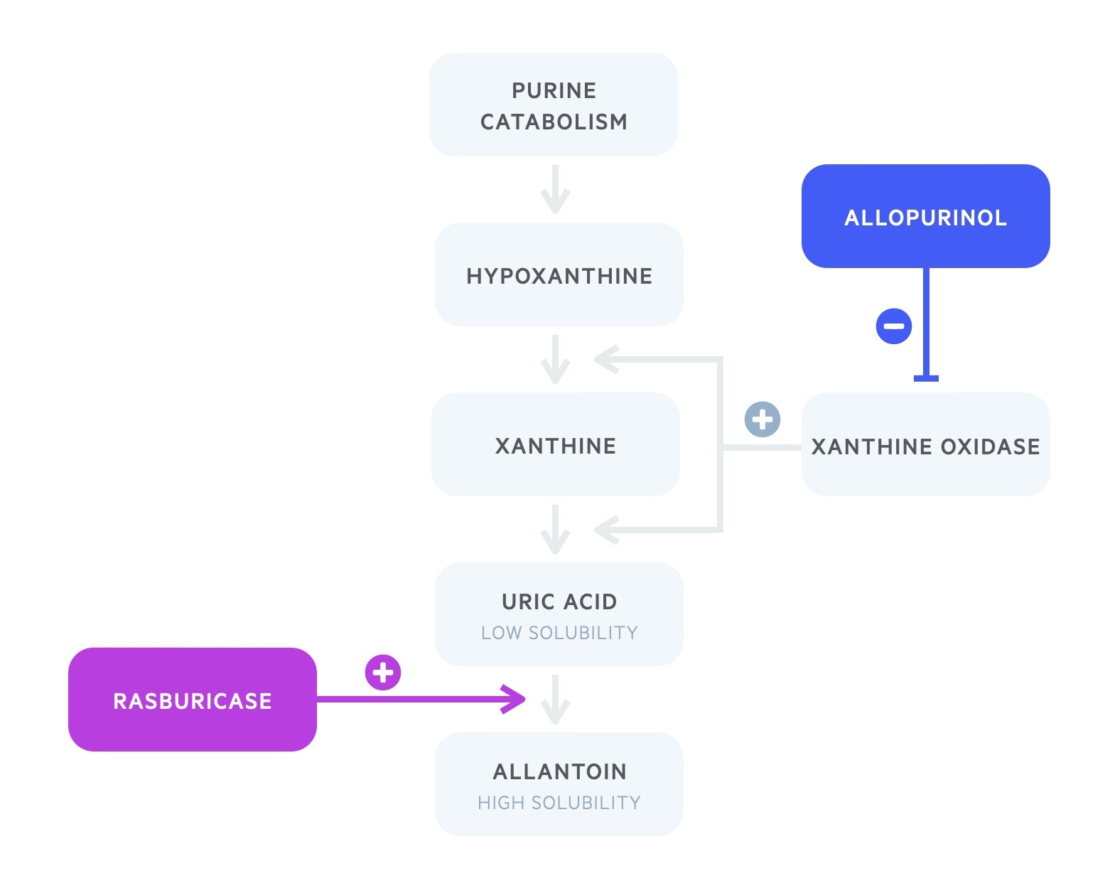 Mechanism of action of allopurinol and rasburicase