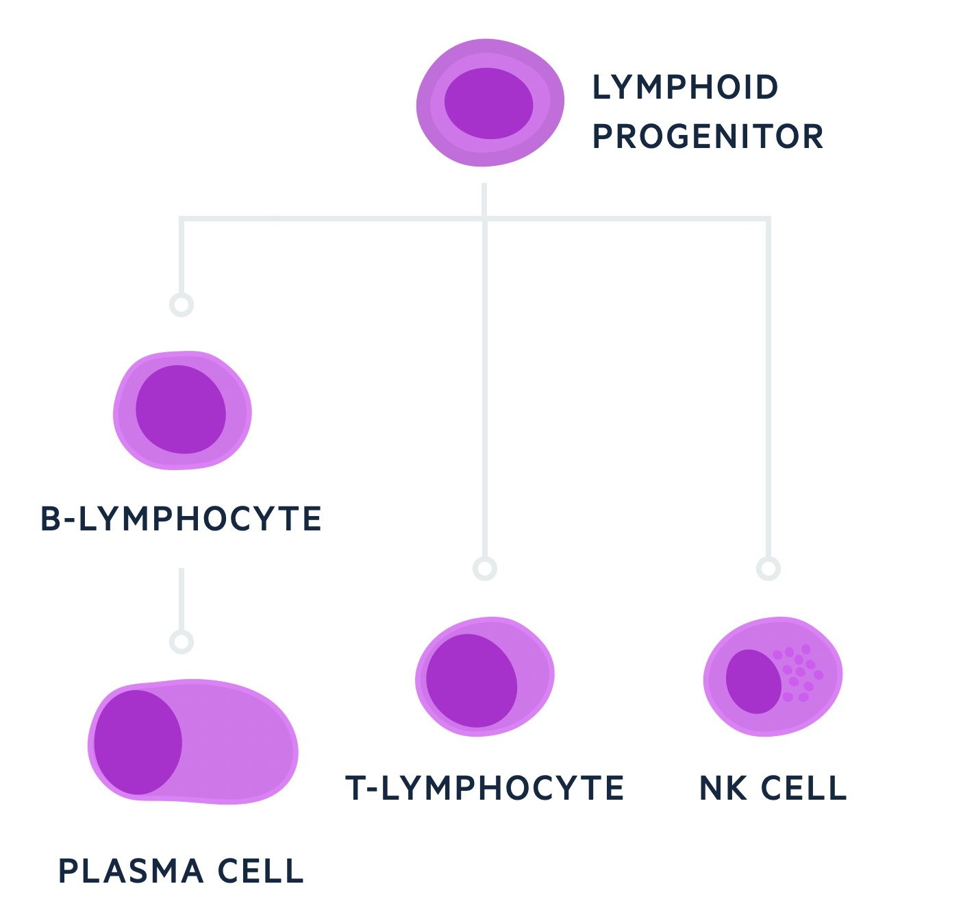 Lymphoid lineage