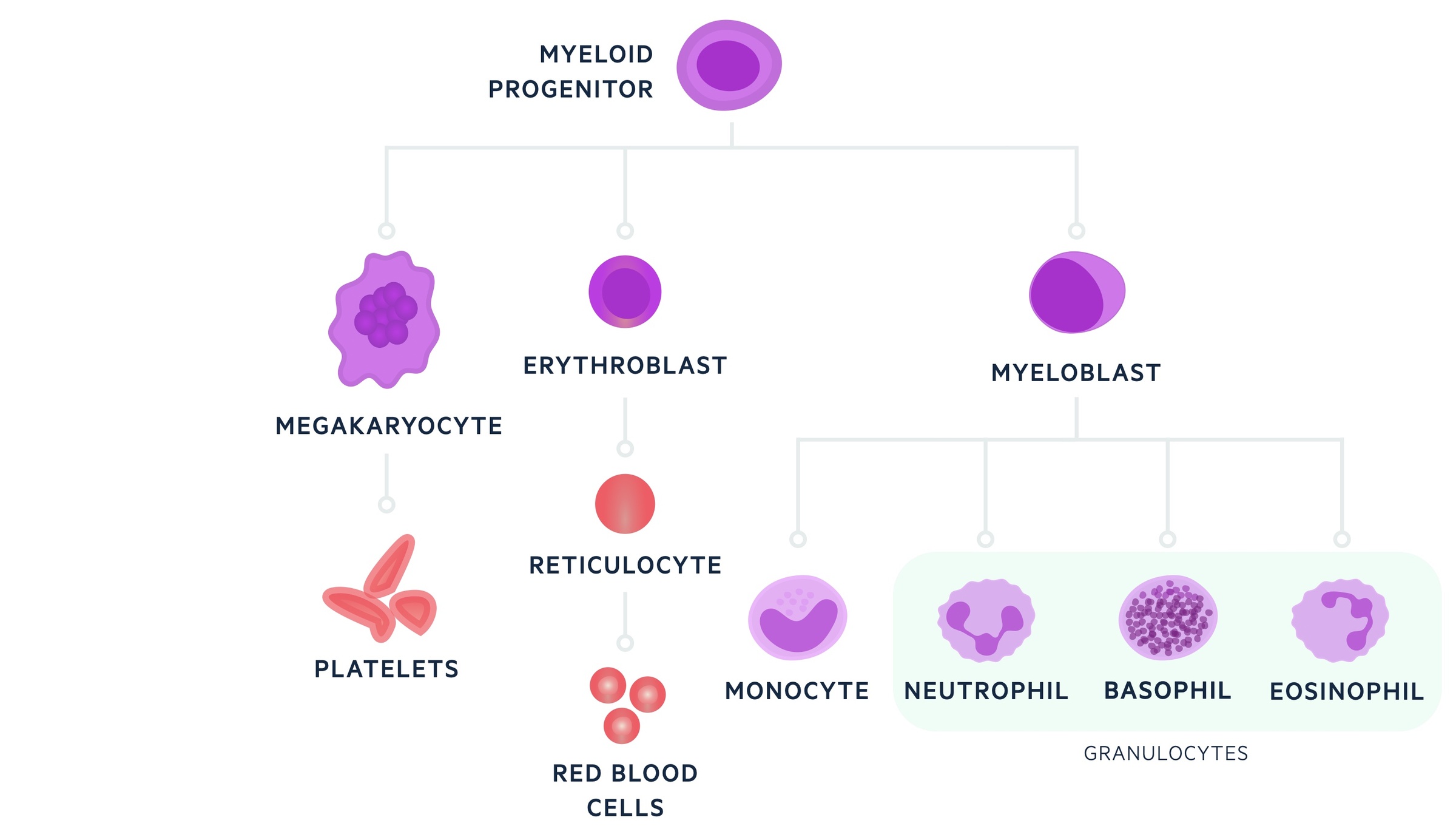 Myeloid lineage