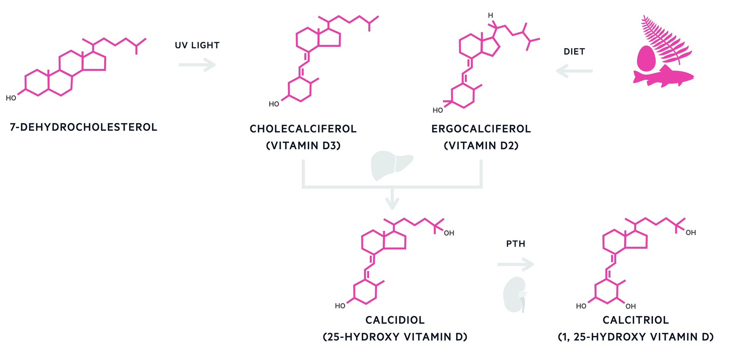 Production of calcitriol (activation of vitamin d)