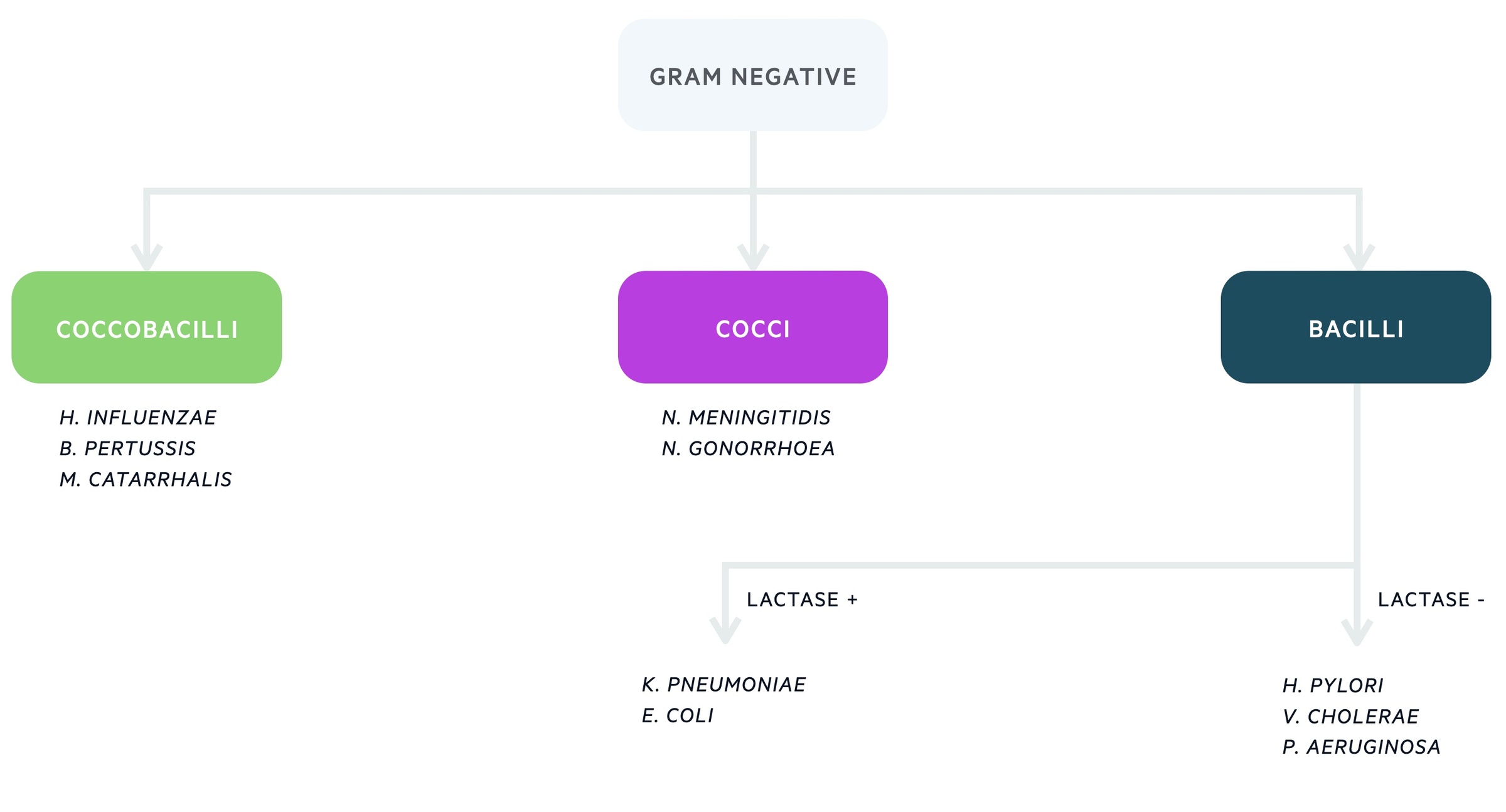 Gram-negative bacteria