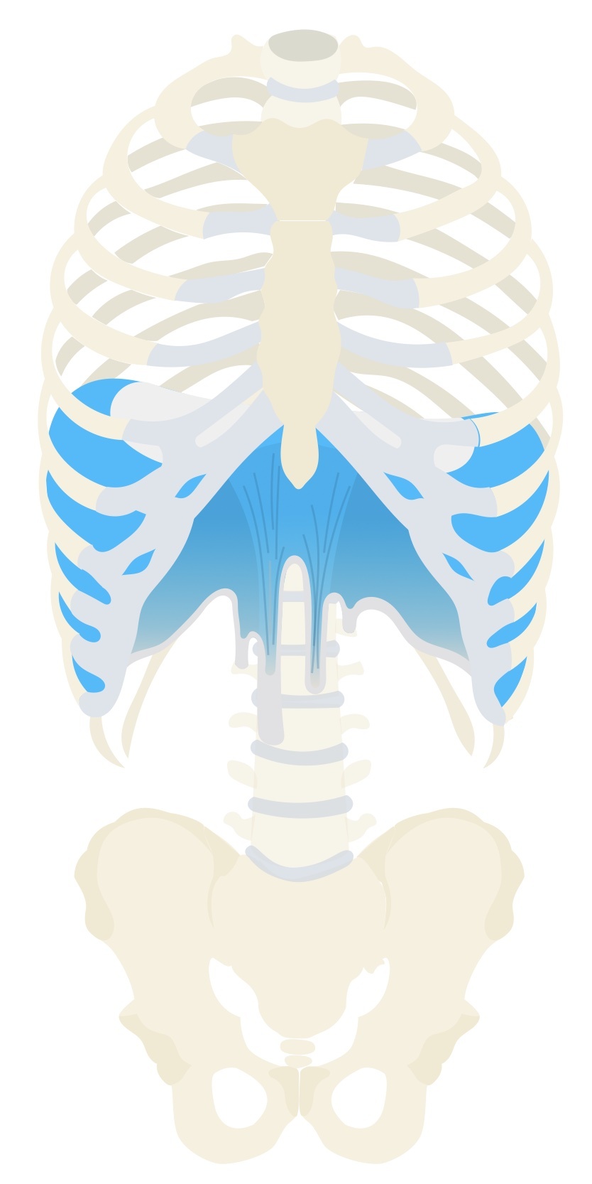 Diaphragm anatomy