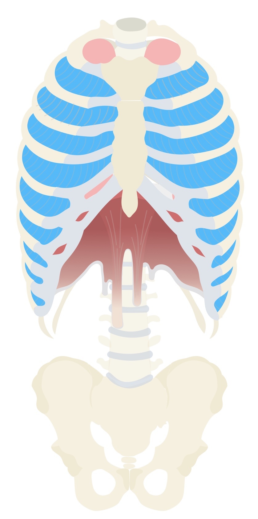 Internal intercostals anatomy 2