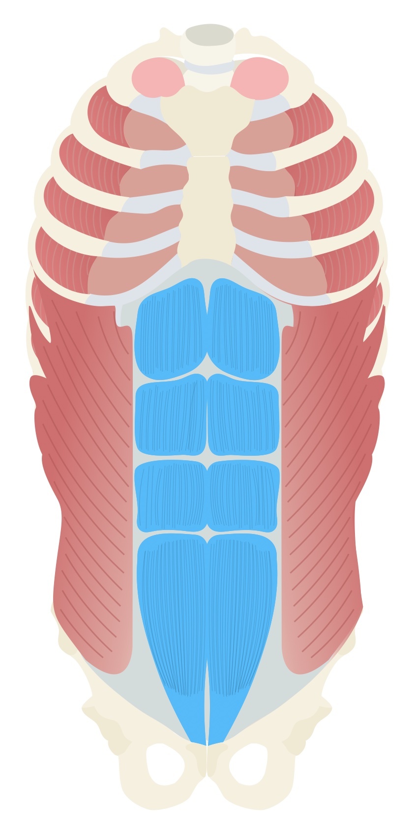 Rectus abdominis anatomy