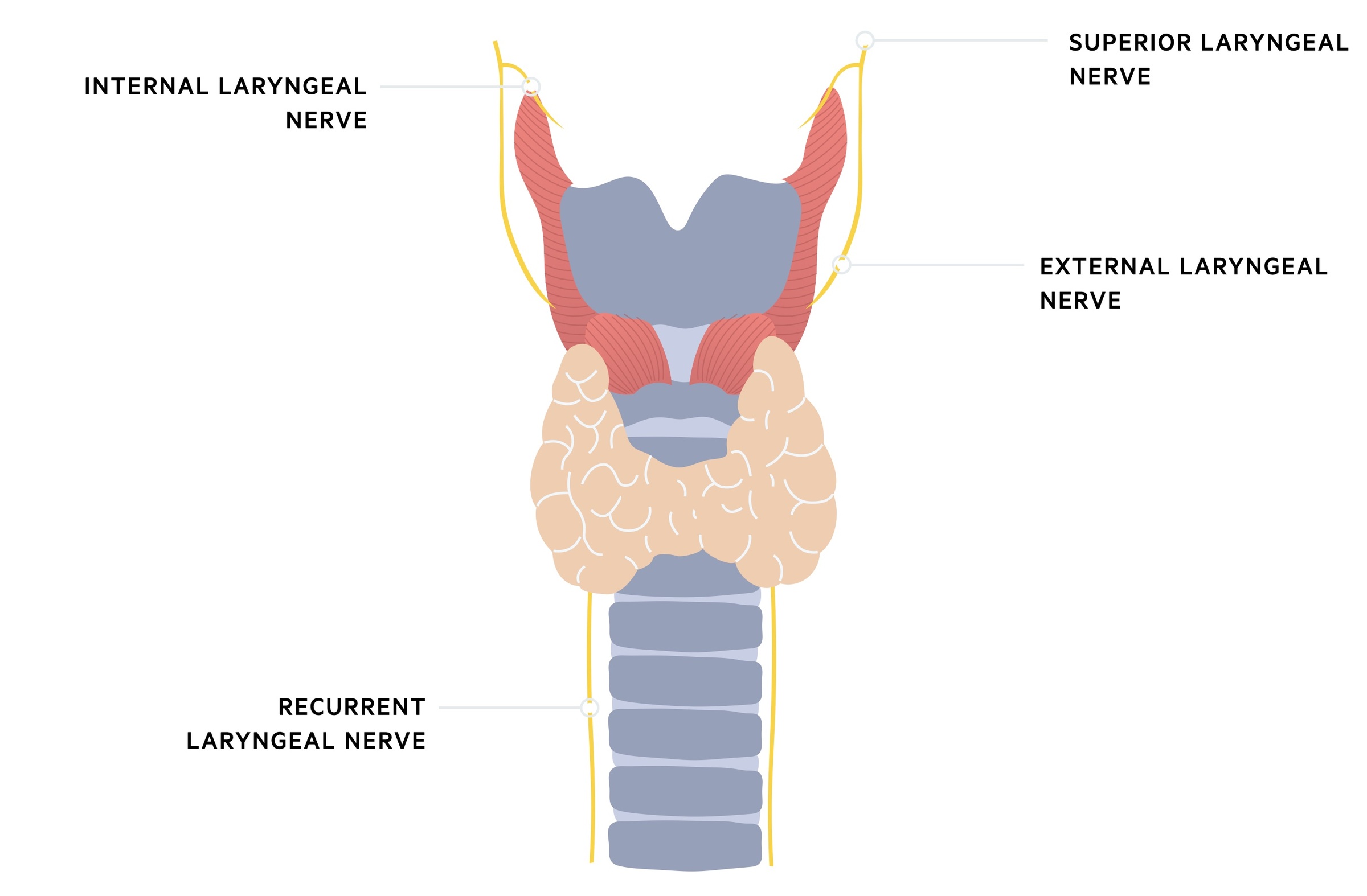 Recurrent laryngeal nerve anatomy