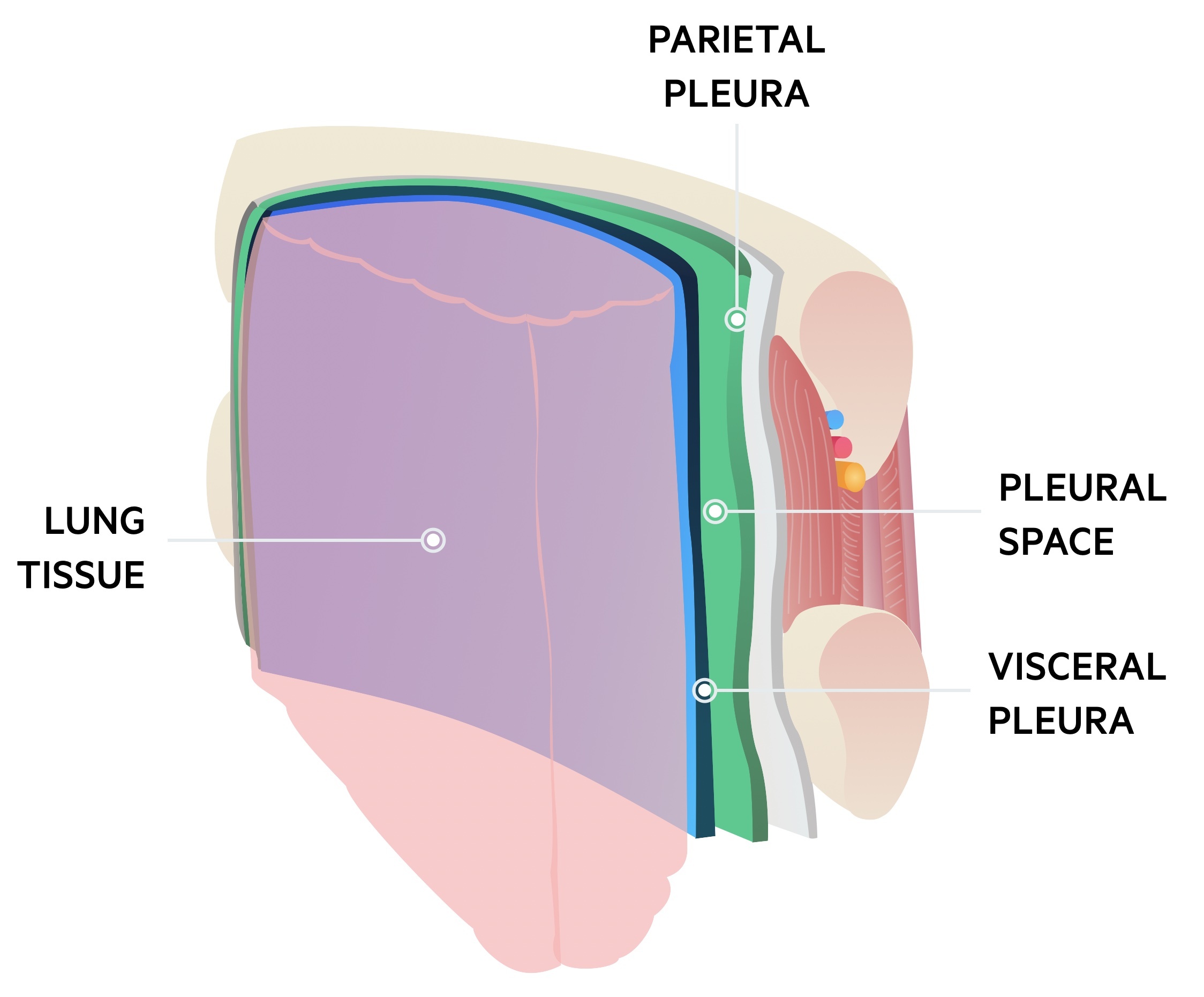 Pleural anatomy