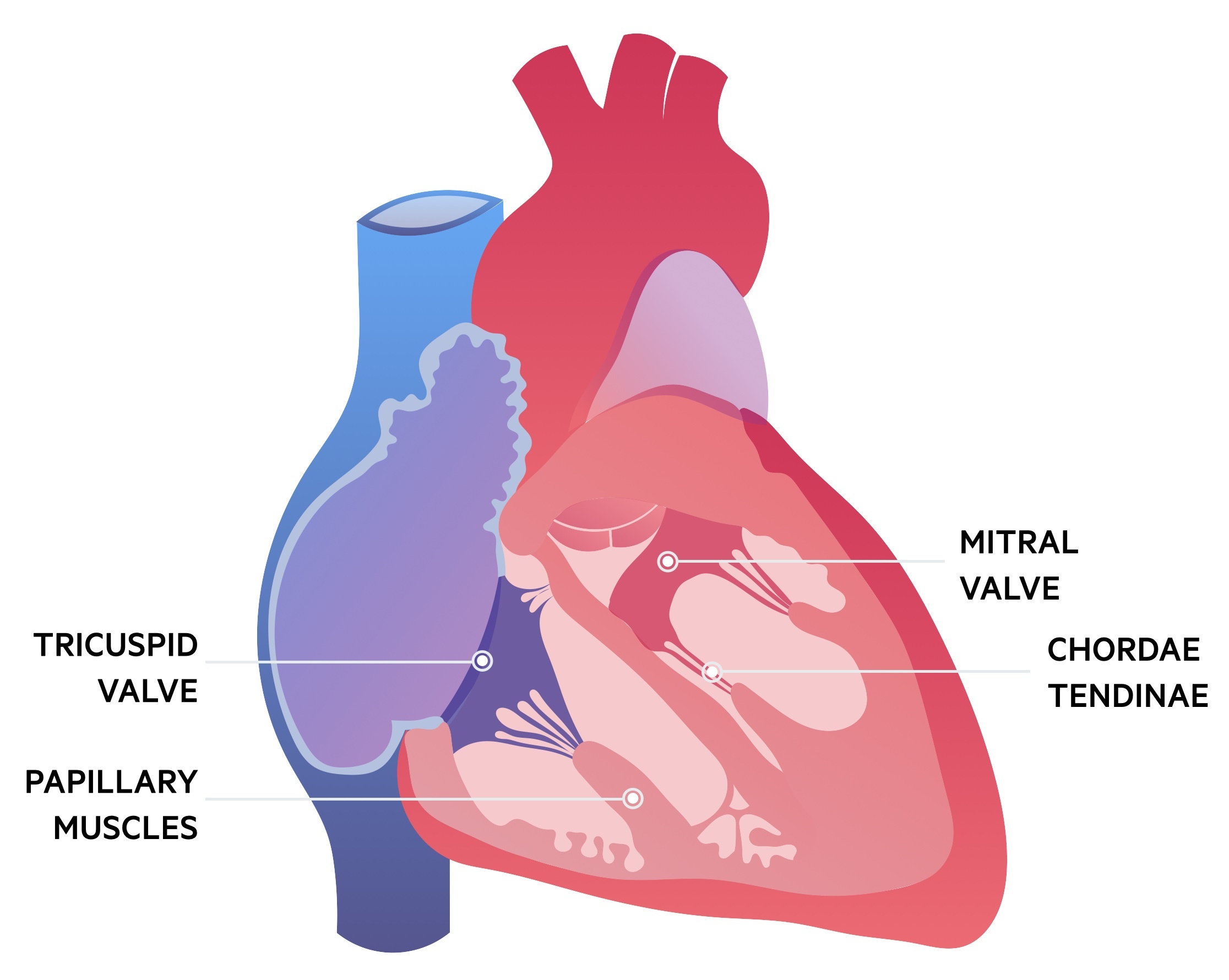 Mitral valve anatomy