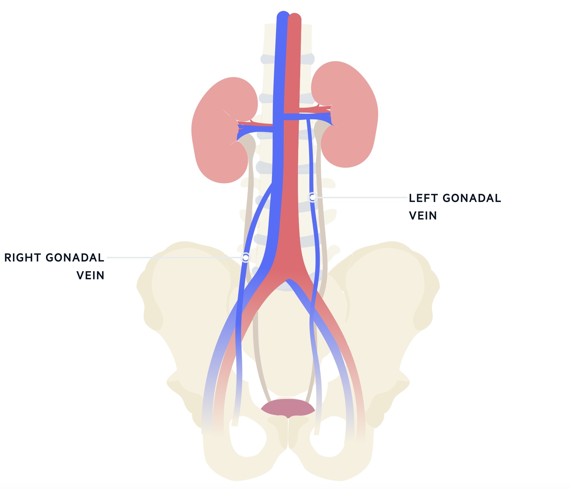 Gonadal vein anatomy