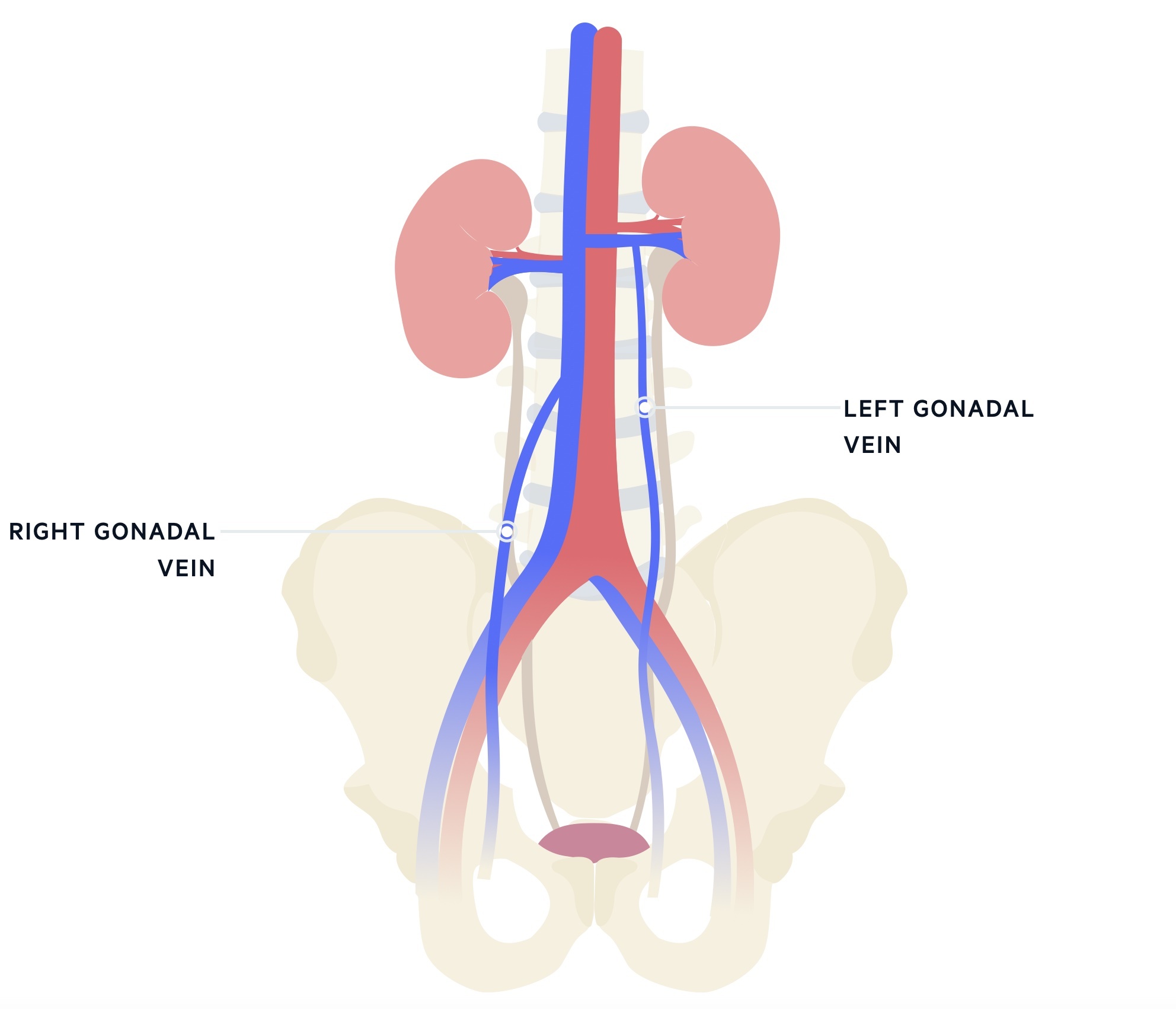 gonadal vein anatomy