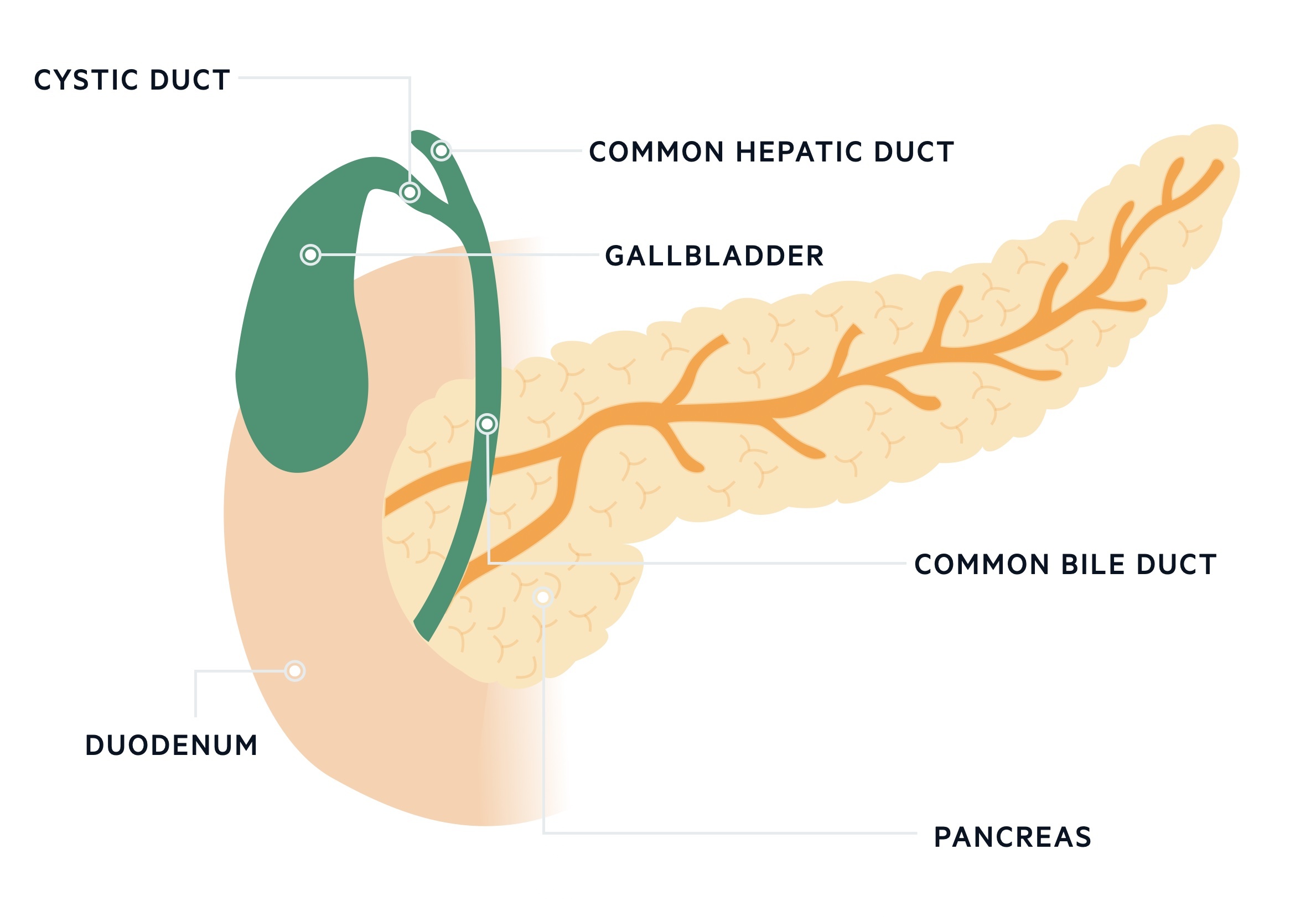 Biliary tree anatomy