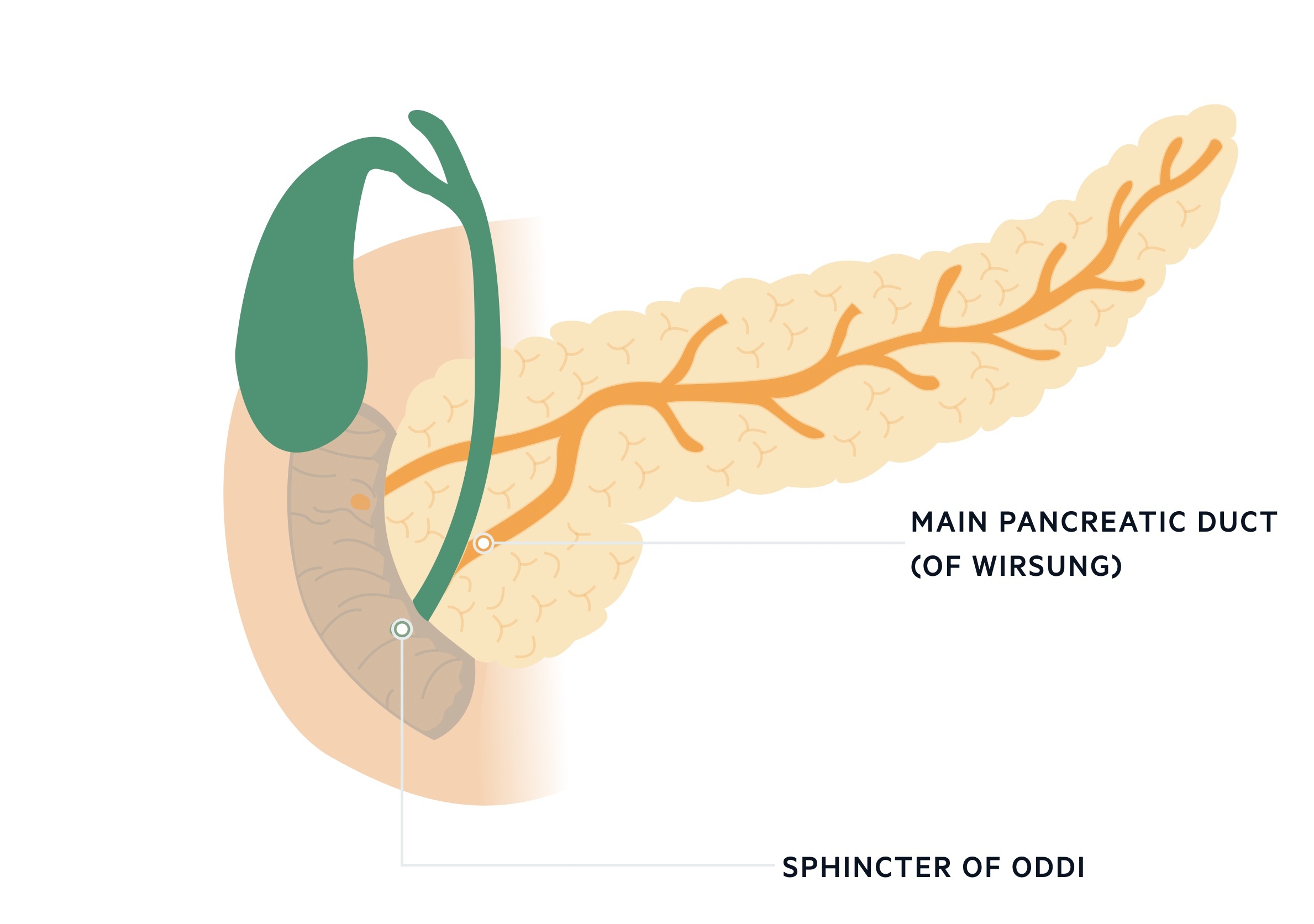 Biliary tree anatomy 2