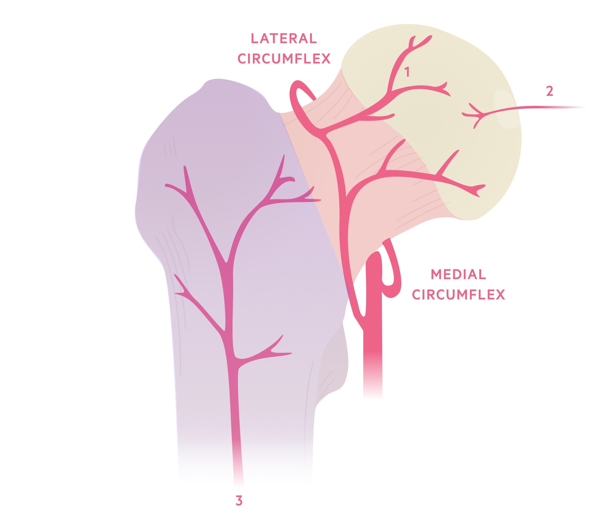 Blood supply to femoral head