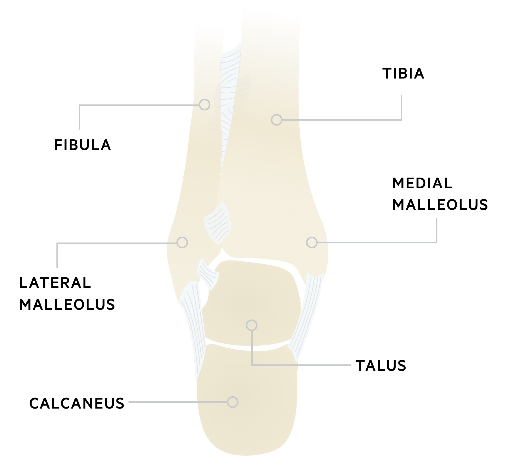 Anatomy of the ankle joint