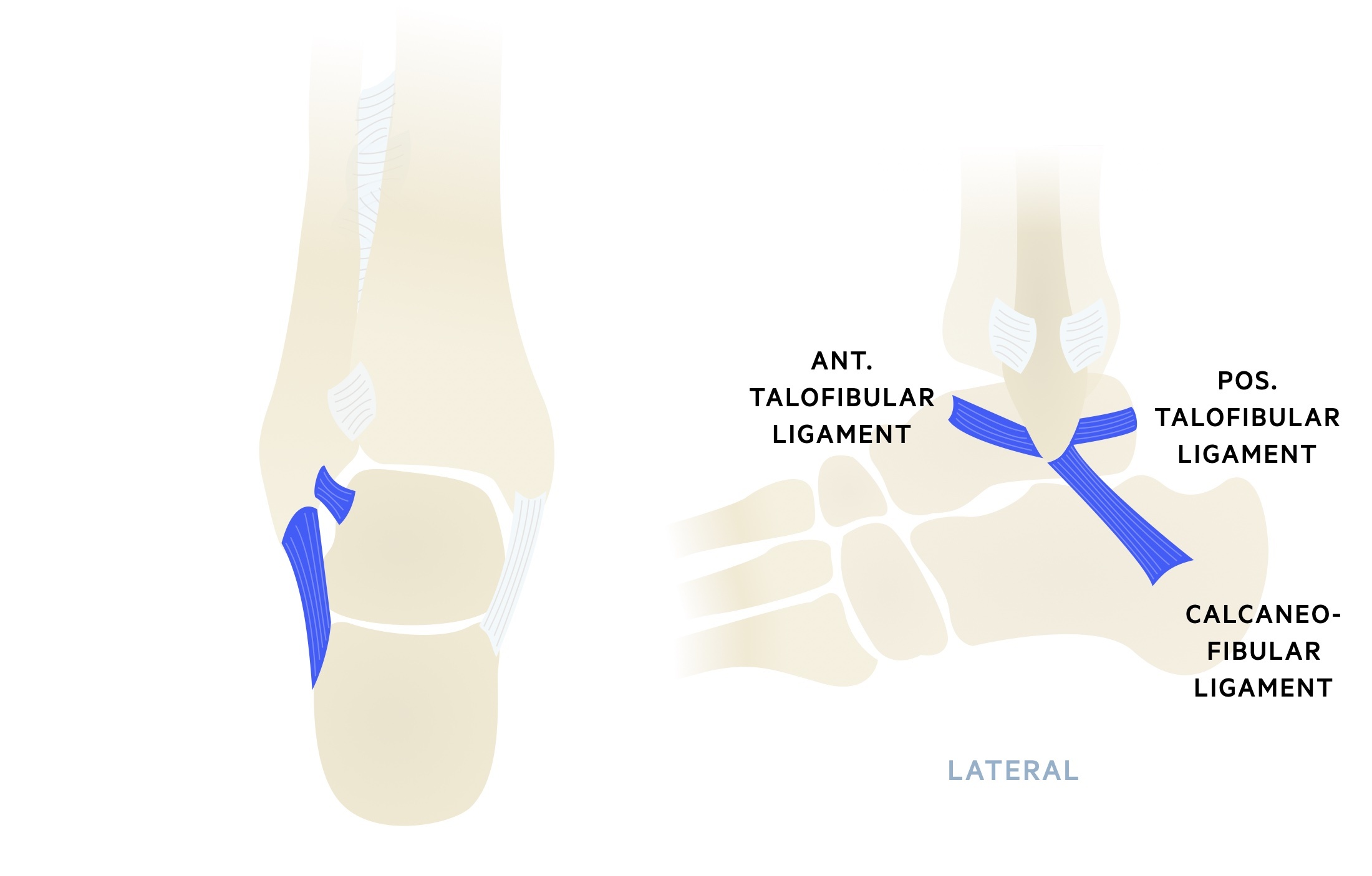 Lateral collateral ligament anatomy