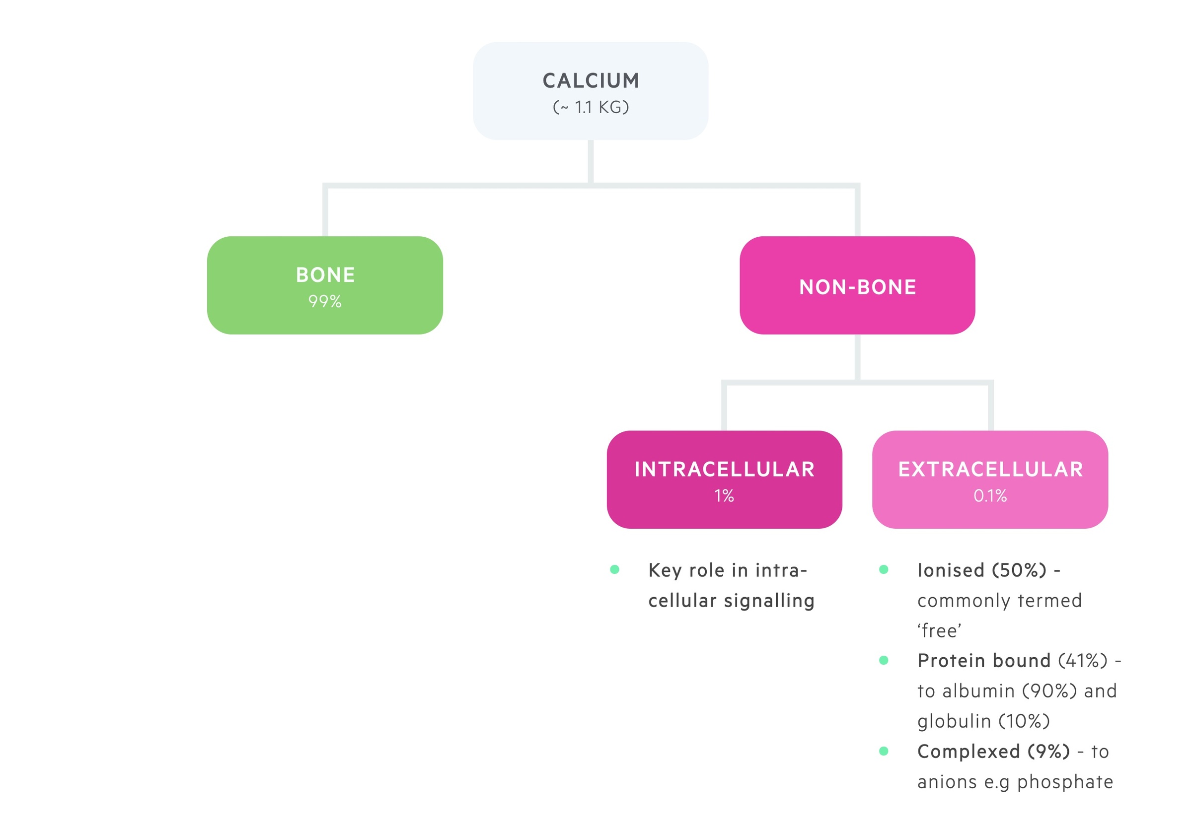 Distribution of calcium in the body