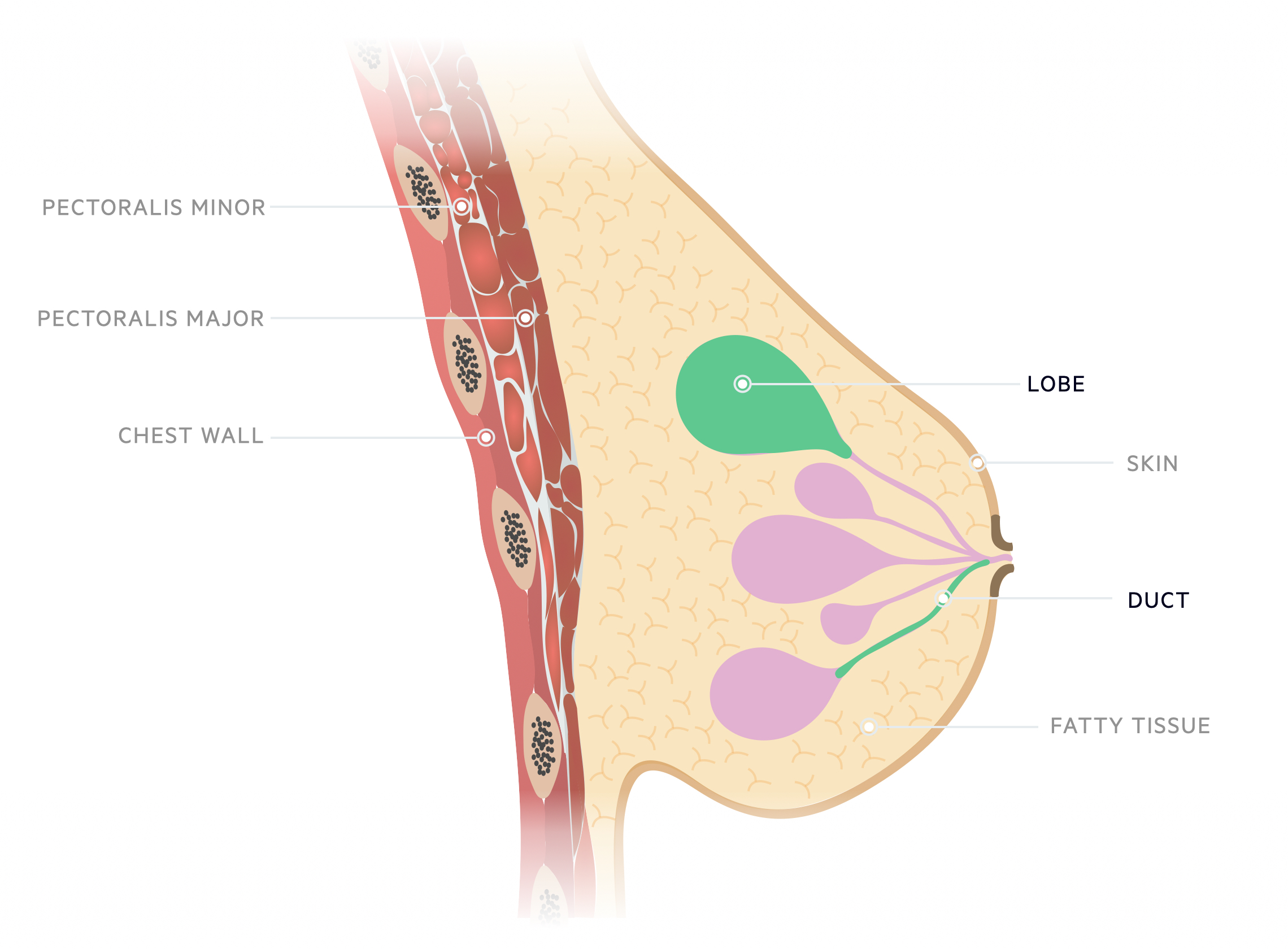 Breast anatomy