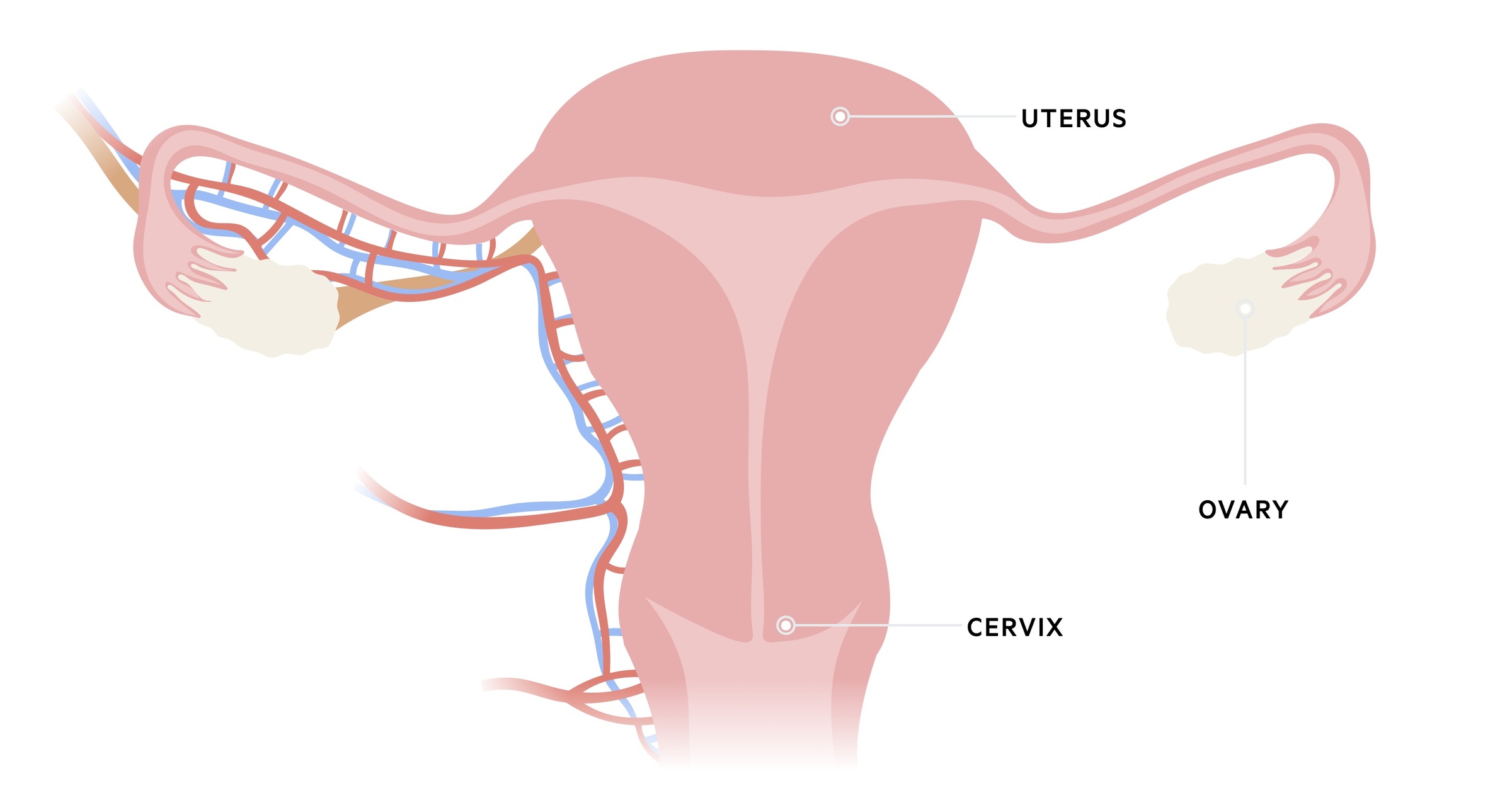 Uterine anatomy