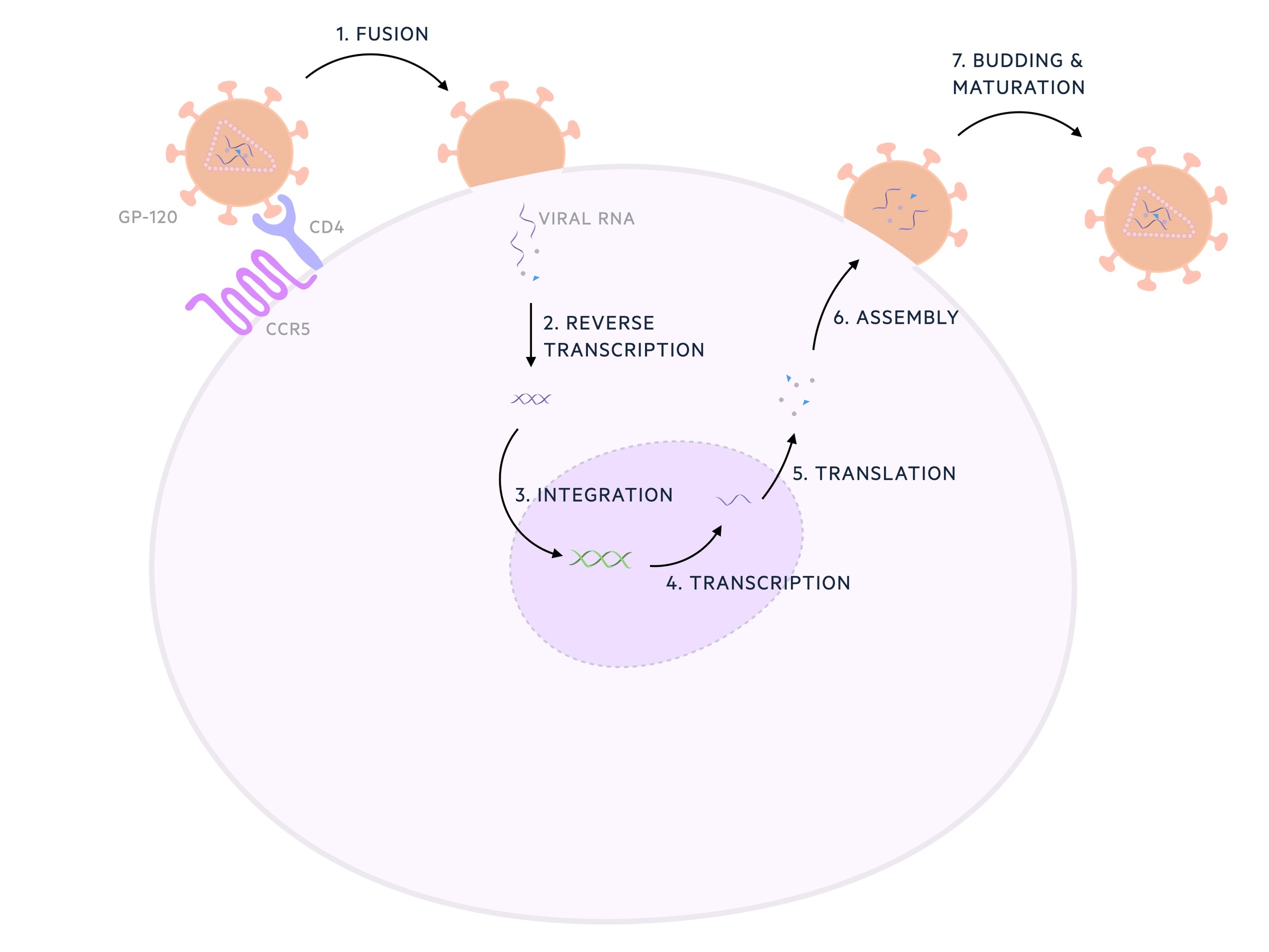 HIV replication cycle