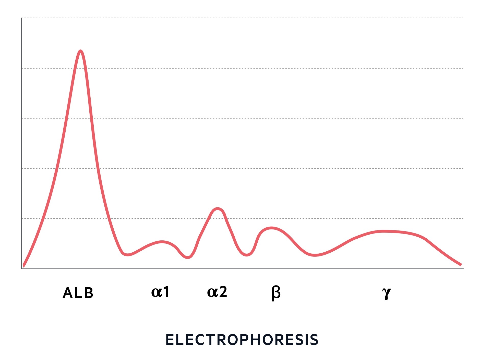 Protein electrophoresis