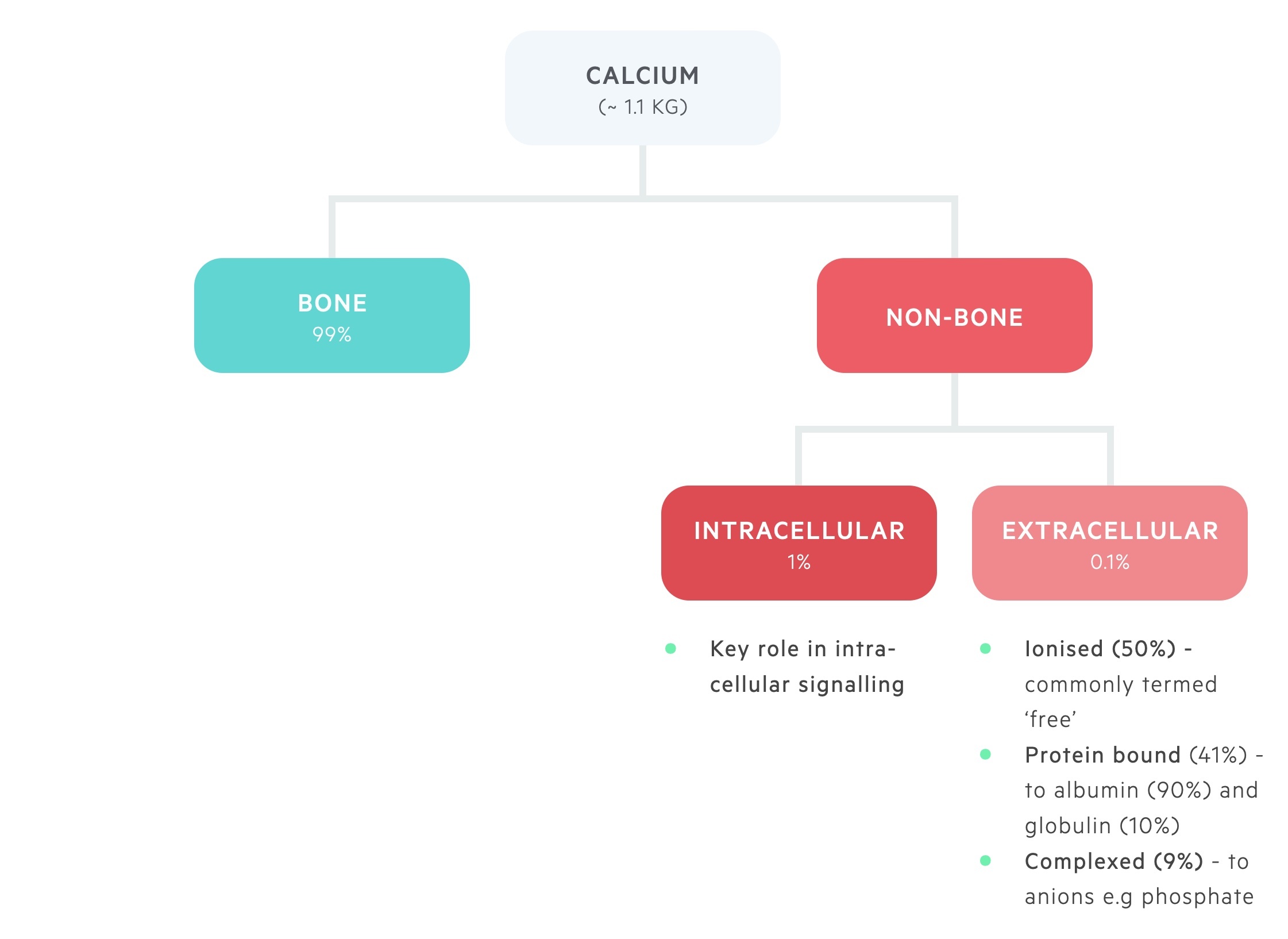 Calcium distribuition