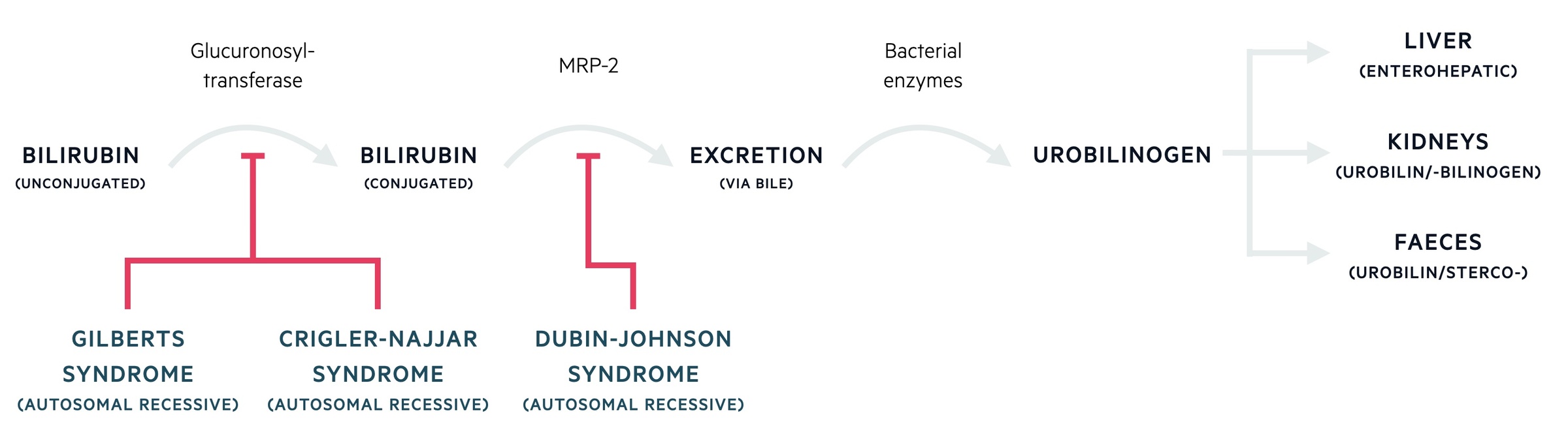 Metabolism of bilirubin