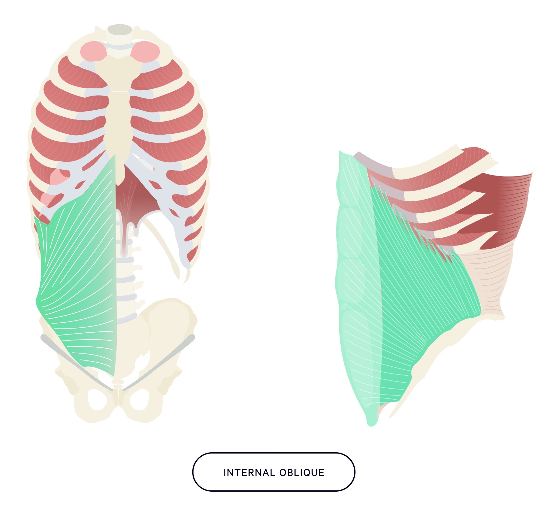 Internal oblique muscle