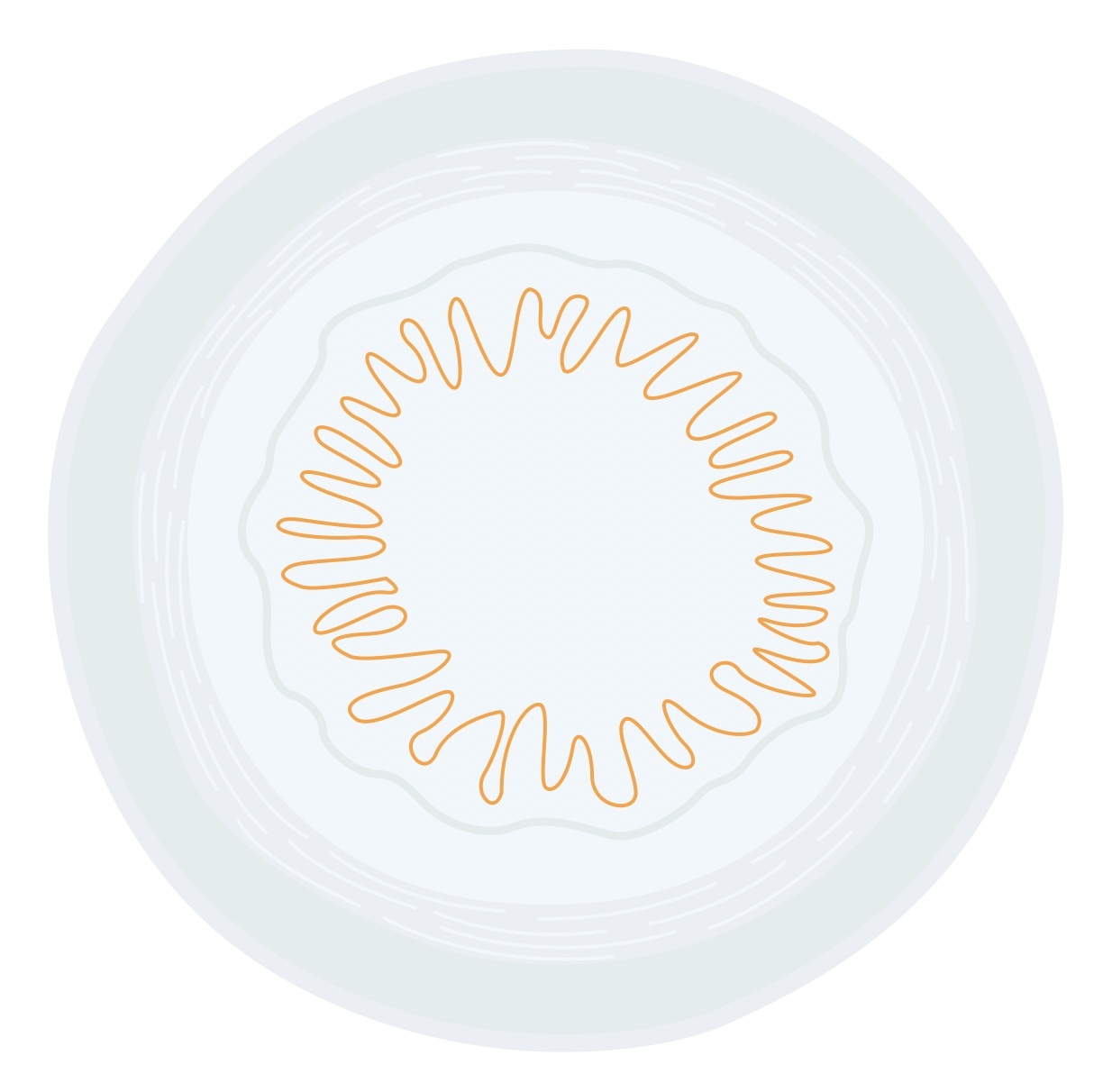 Crosssection of epithelium