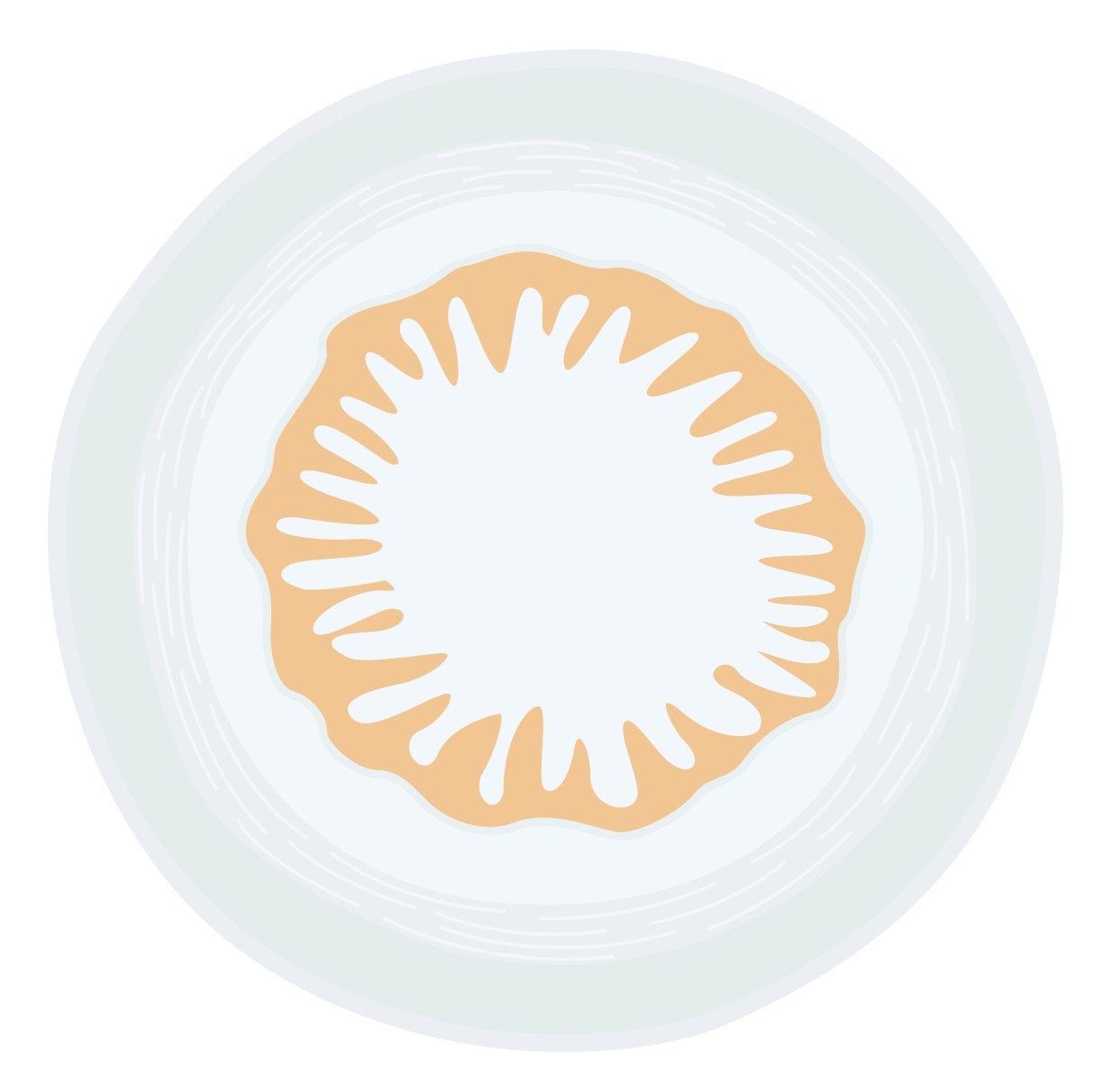 Cross section of lamina propria