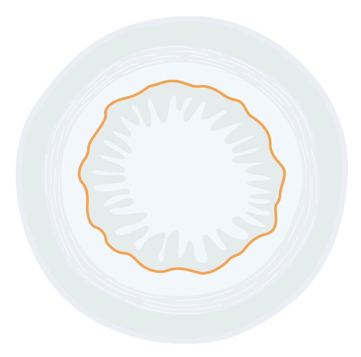 Cross section of muscularis mucosa