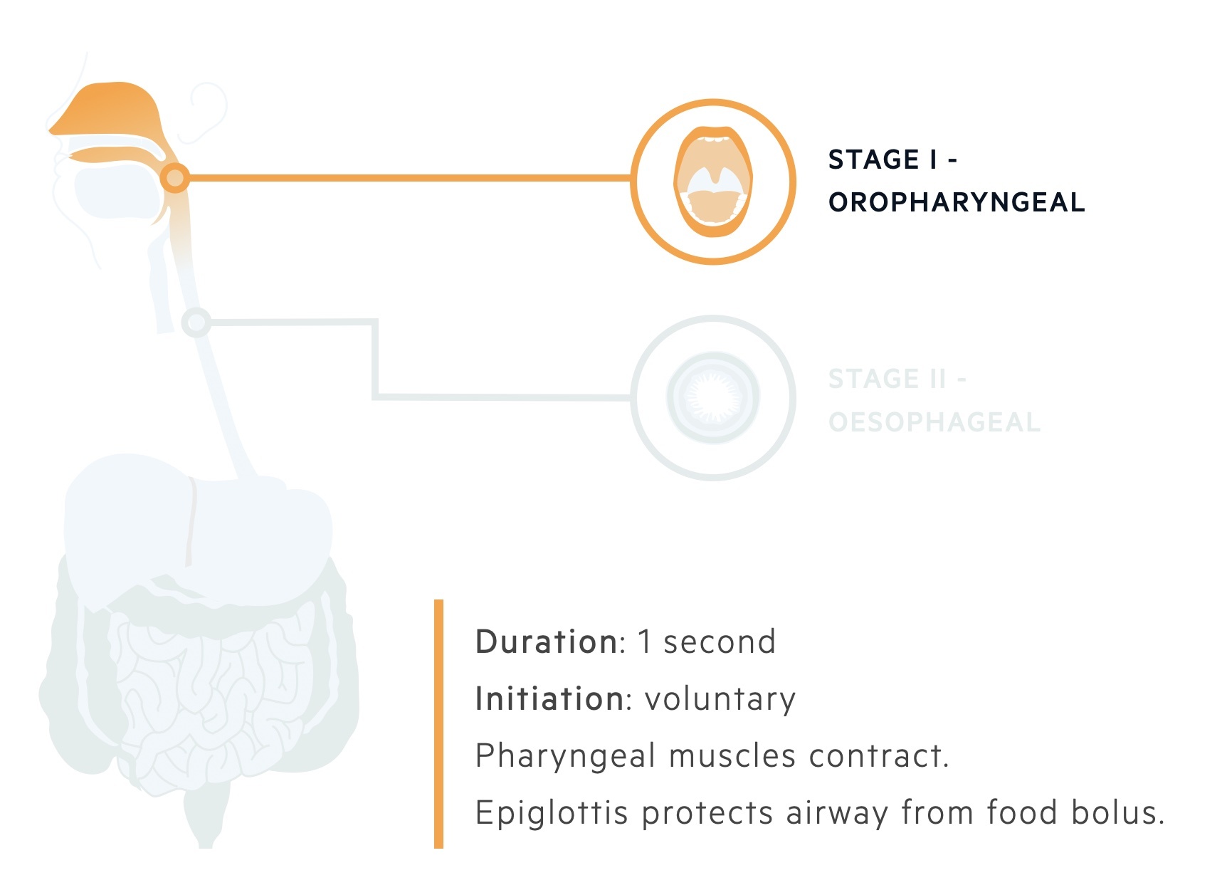 Oropharyngeal stage of deglutination