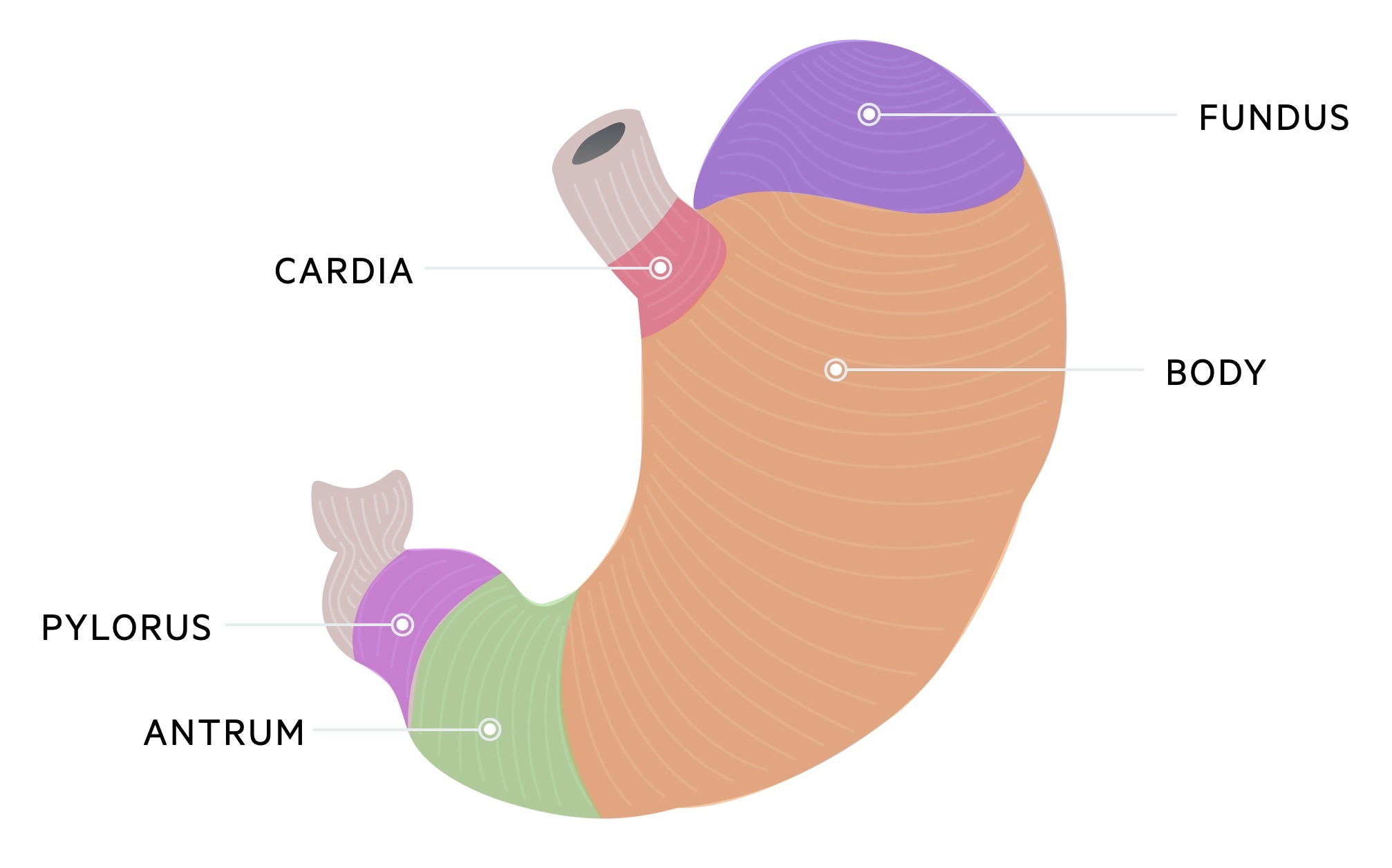 Anatomy of the stomach