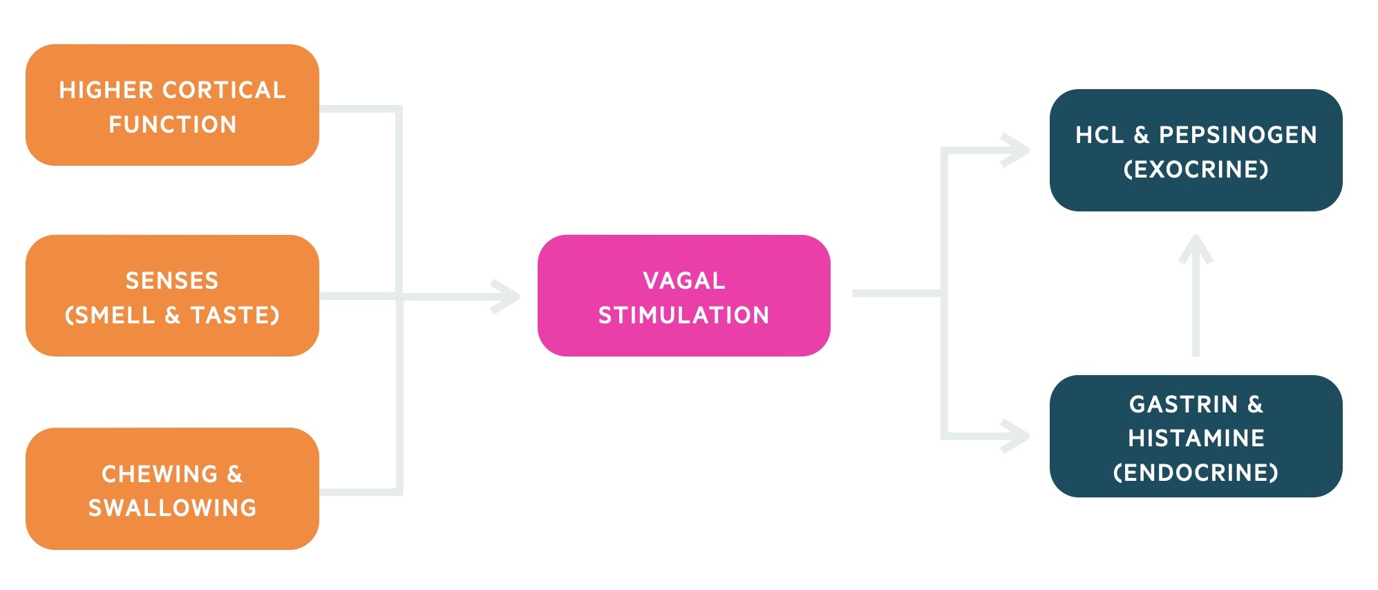 Cephalic stage of digestion