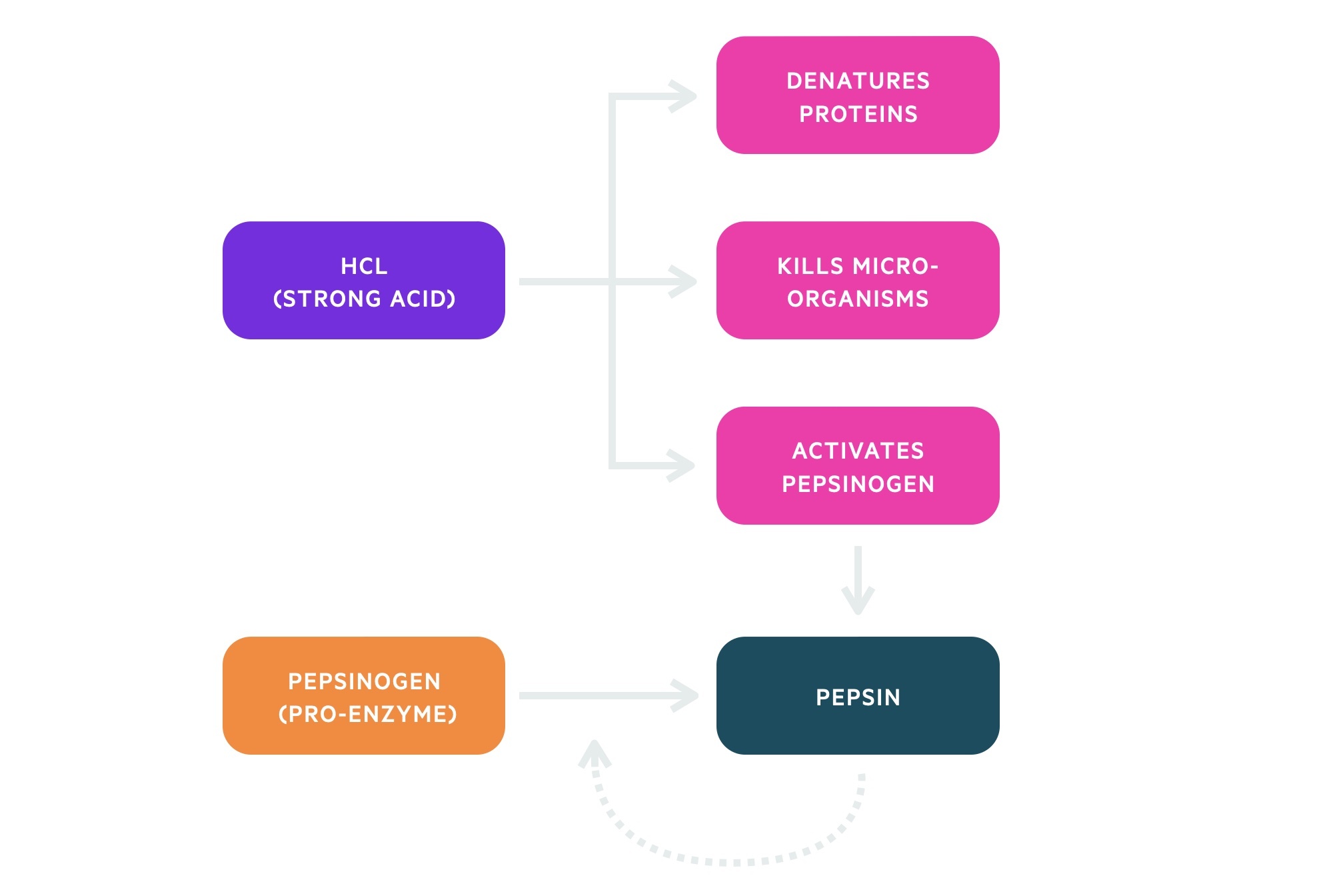 Gastric stage of digestion