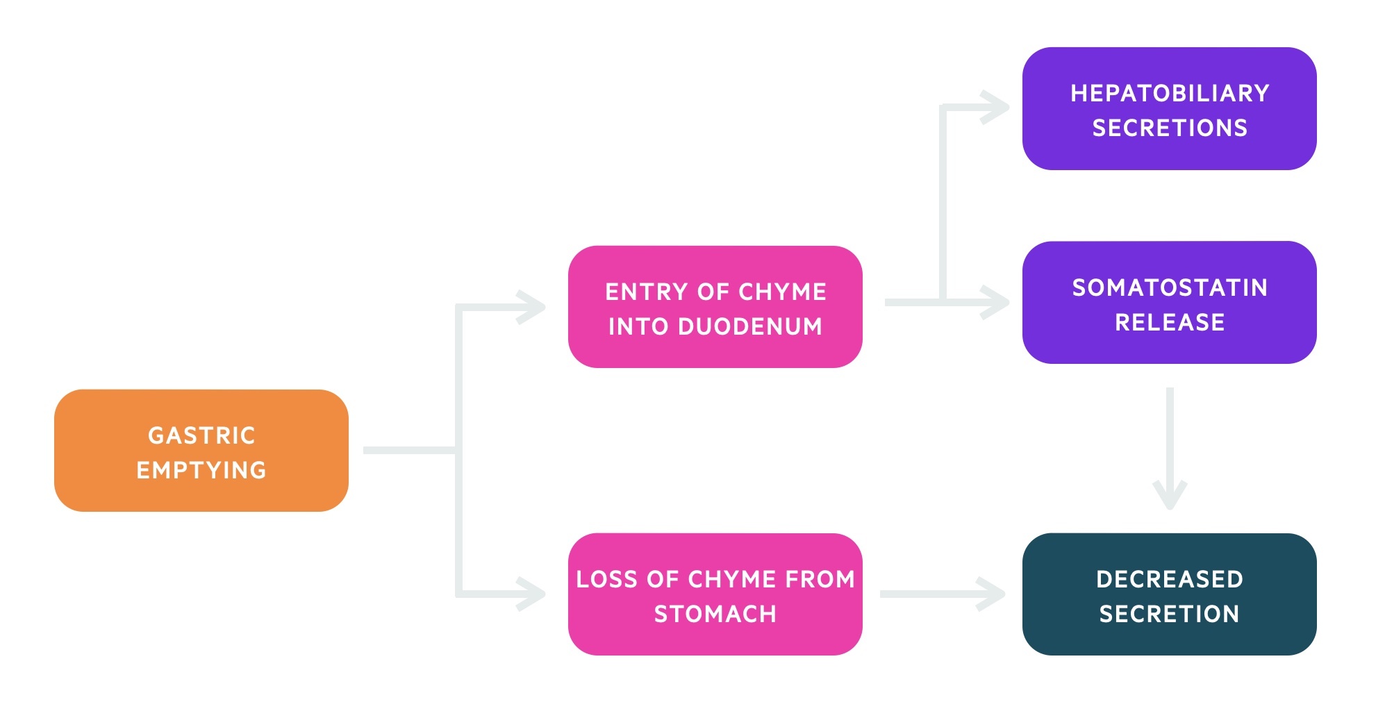 Intestinal stage of digestion