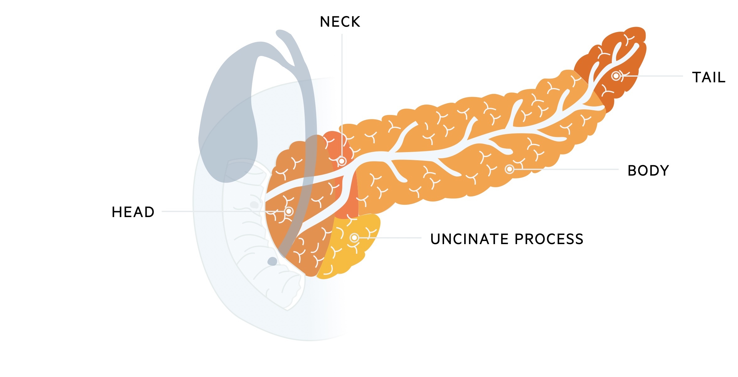 Parts of the pancreas