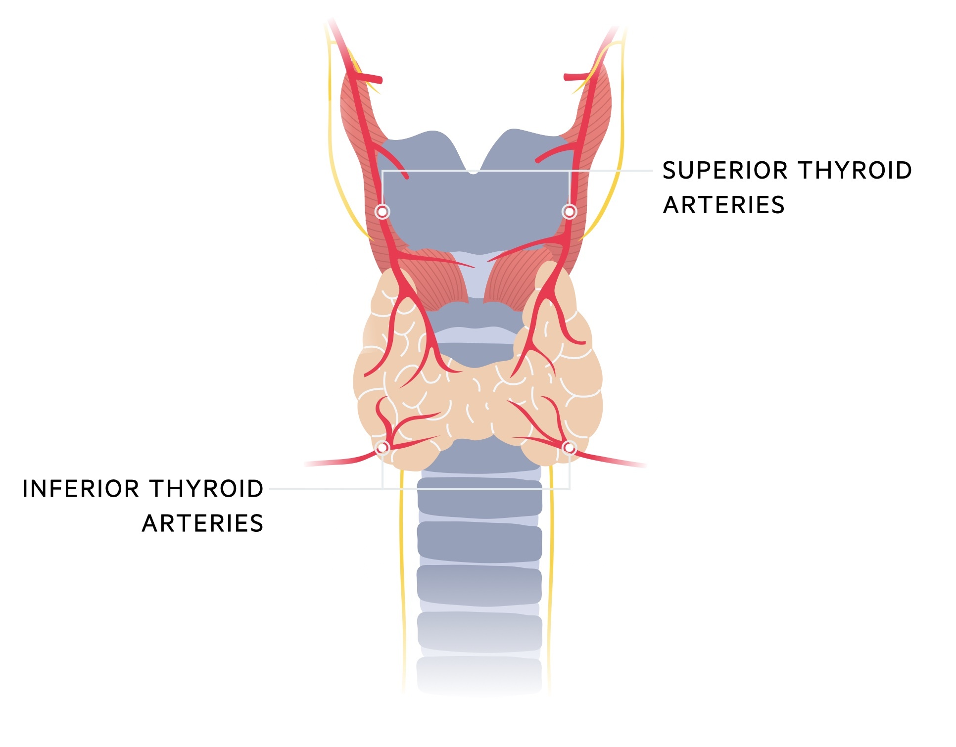 Thyroid artery anatomy