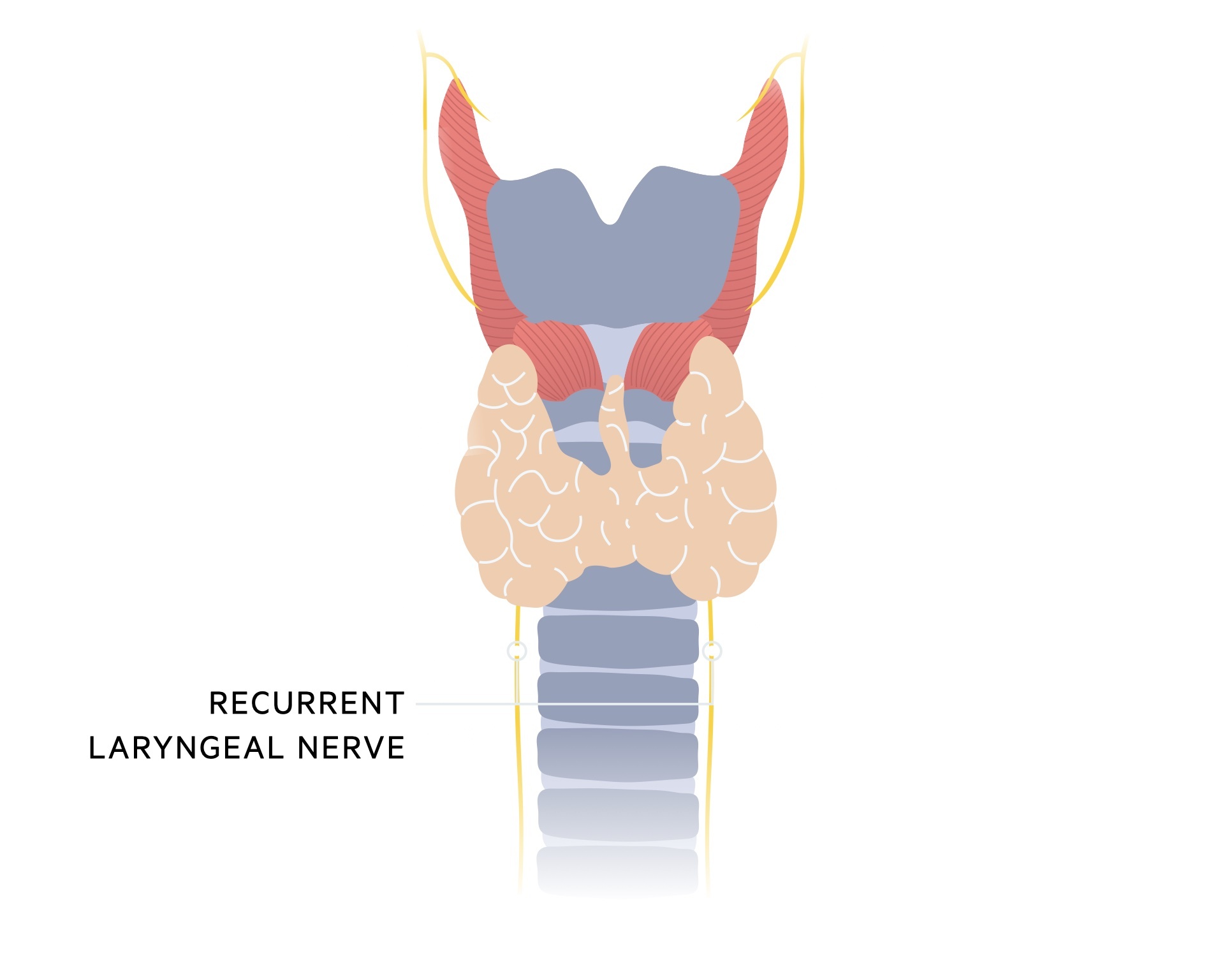 Recurrent laryngeal nerve 