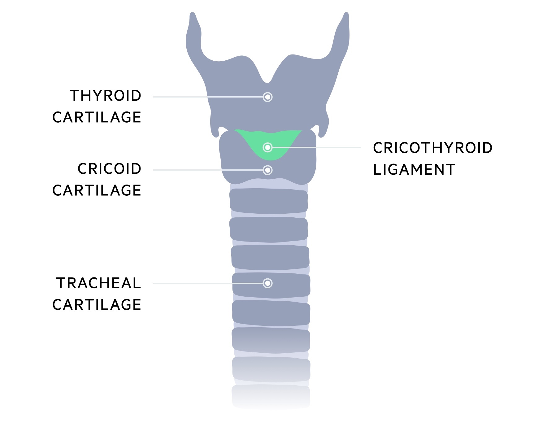 Tracheal anatomy
