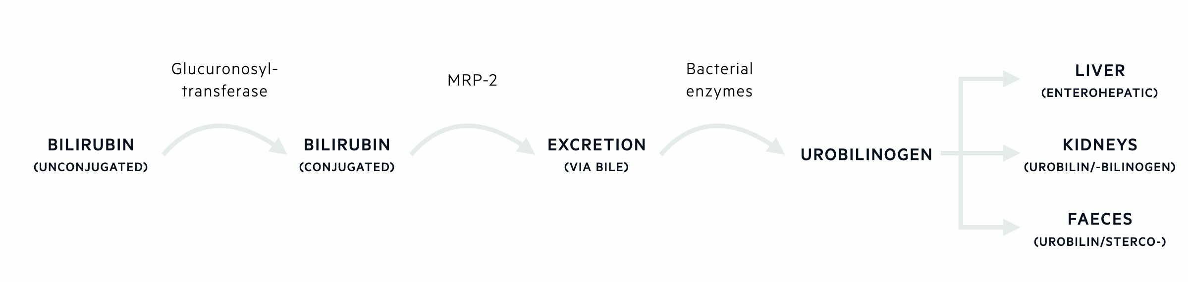 Bilirubin metabolism