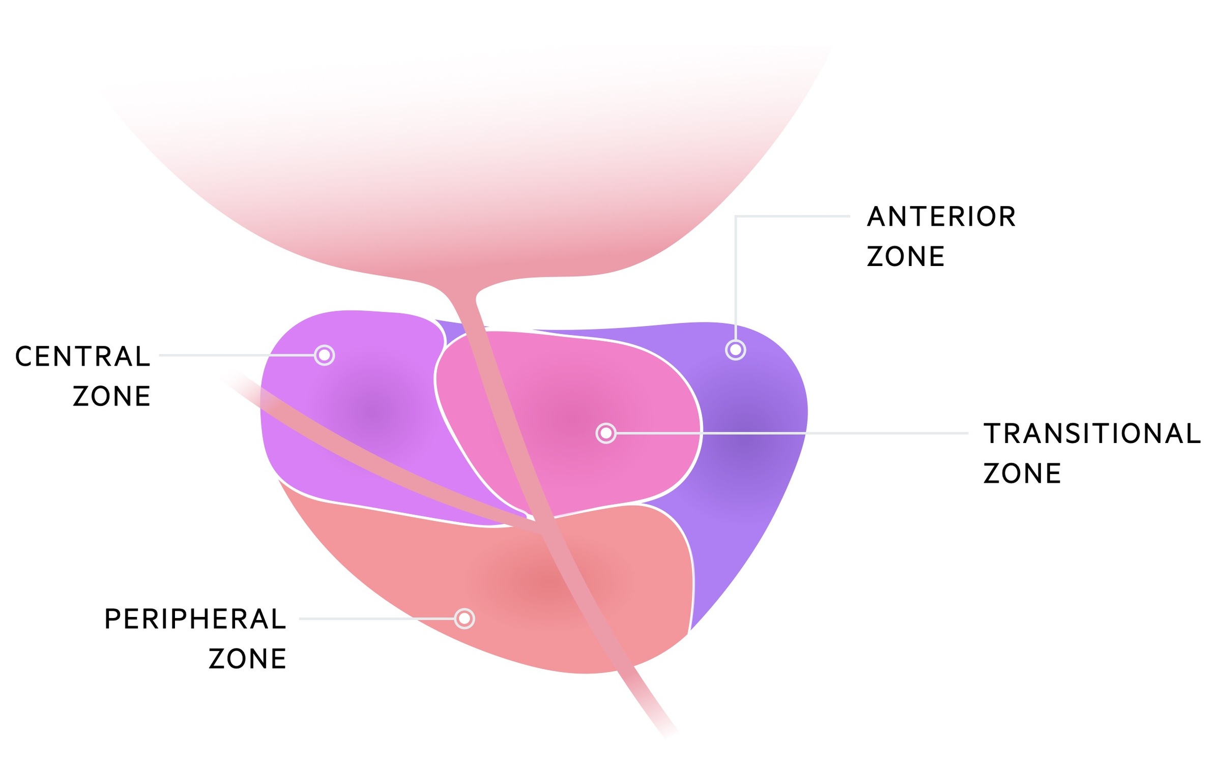 Prostate zones