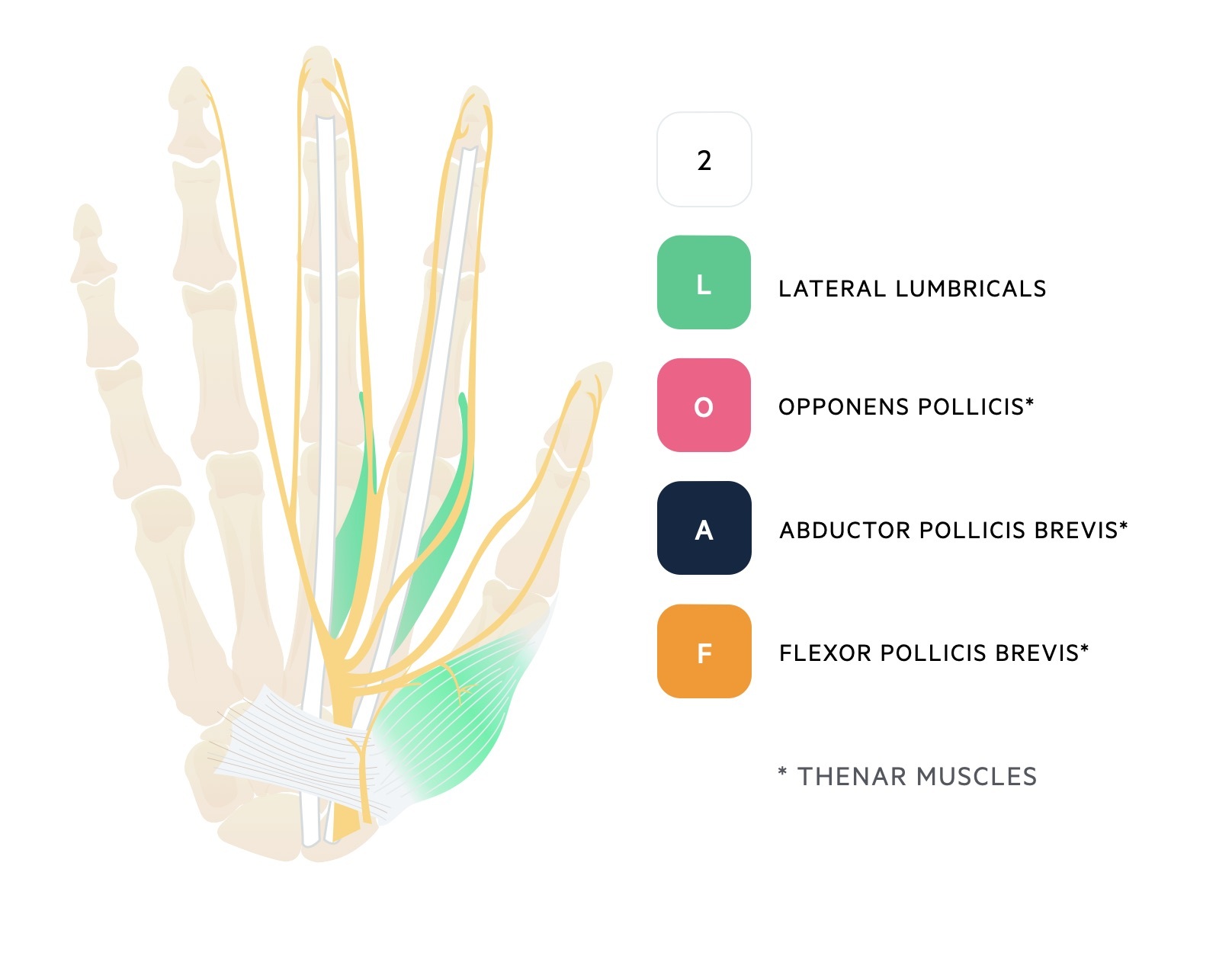 Median nerve innervation