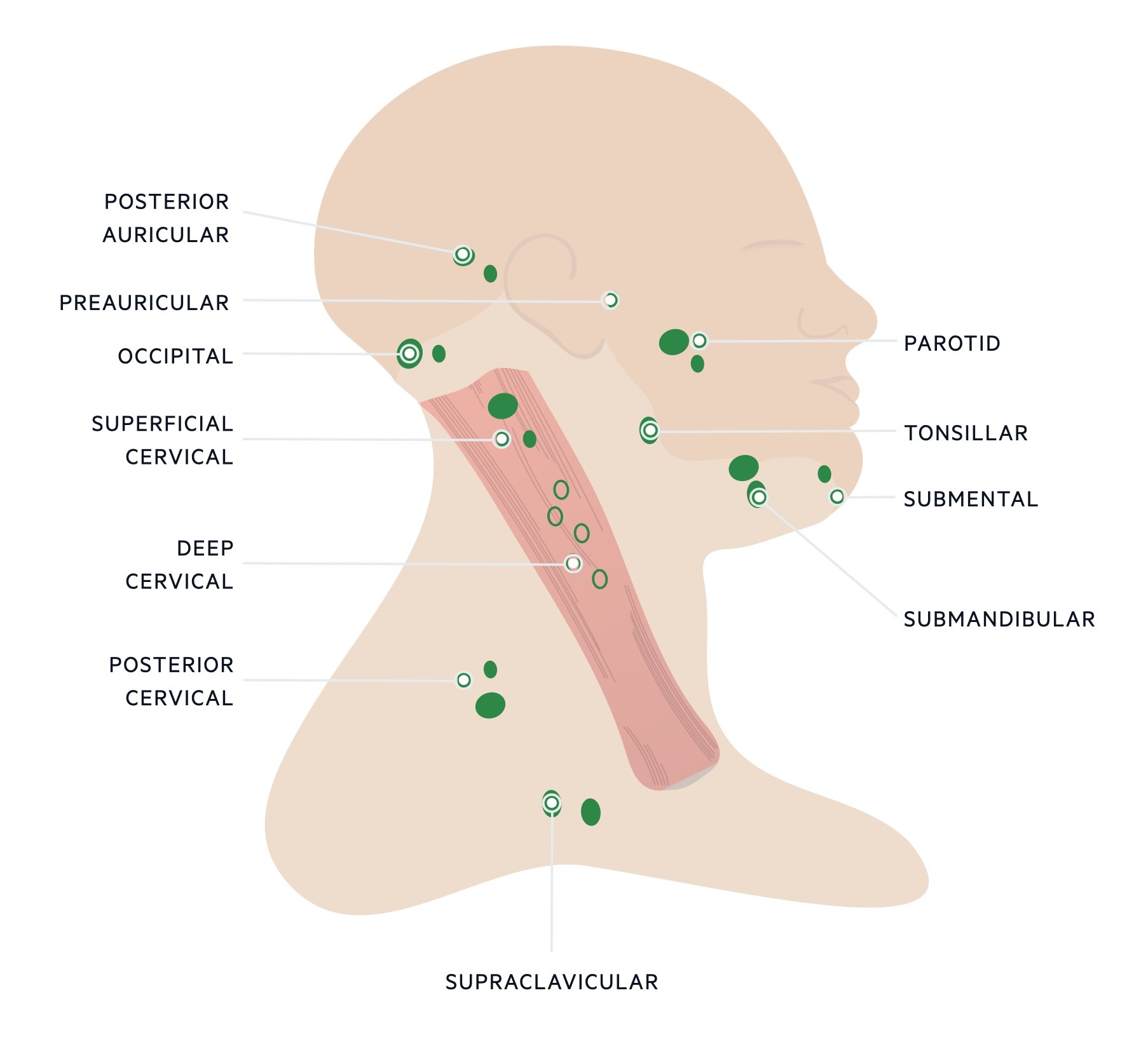 Head and neck lymph nodes